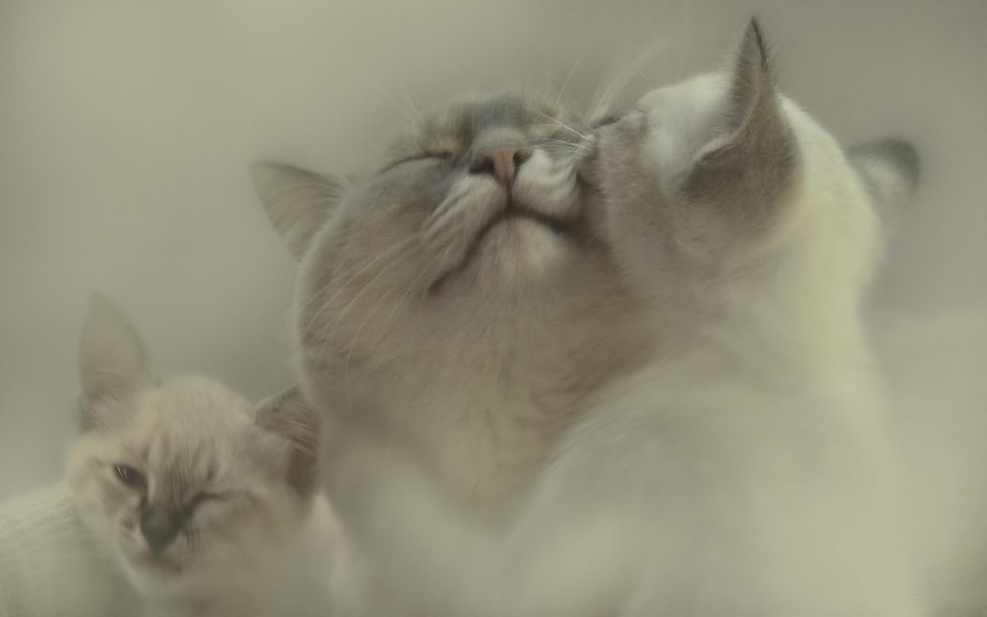 Laden Sie das Tiere, Katzen, Liebe-Bild kostenlos auf Ihren PC-Desktop herunter