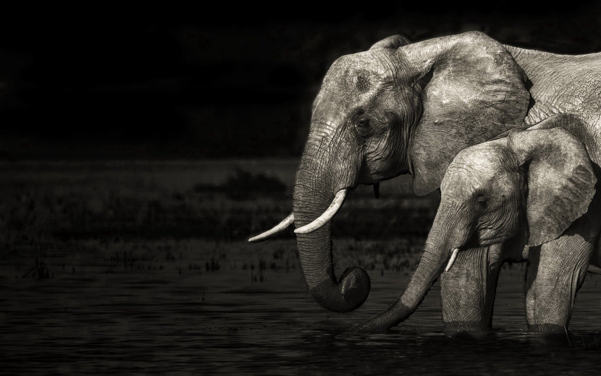 114034 Bildschirmschoner und Hintergrundbilder Elephants auf Ihrem Telefon. Laden Sie chb, wasser, bw, tiere Bilder kostenlos herunter