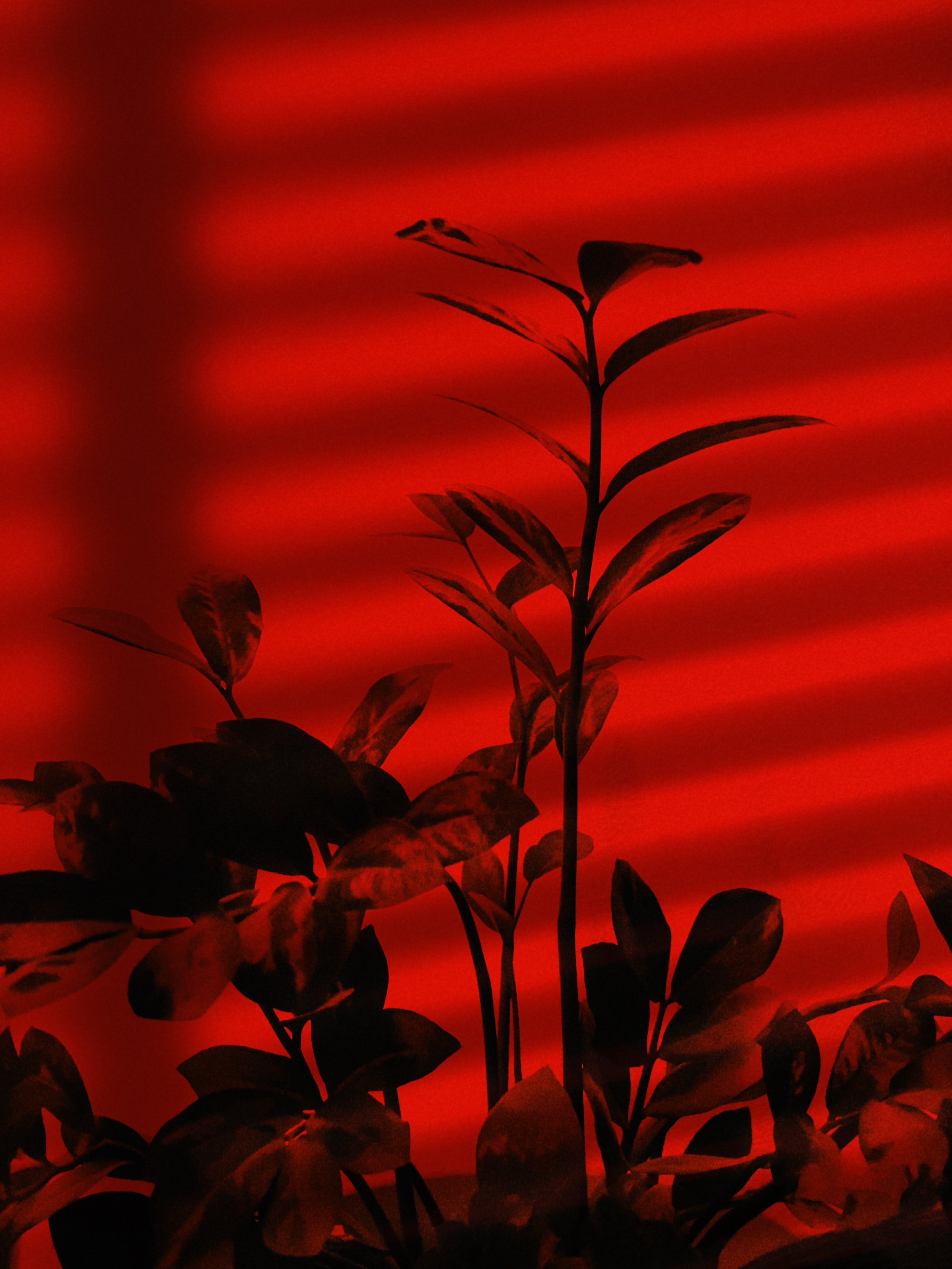 手機的157401屏保和壁紙植物。 免費下載 红色, 分行, 分支, 黑暗 圖片