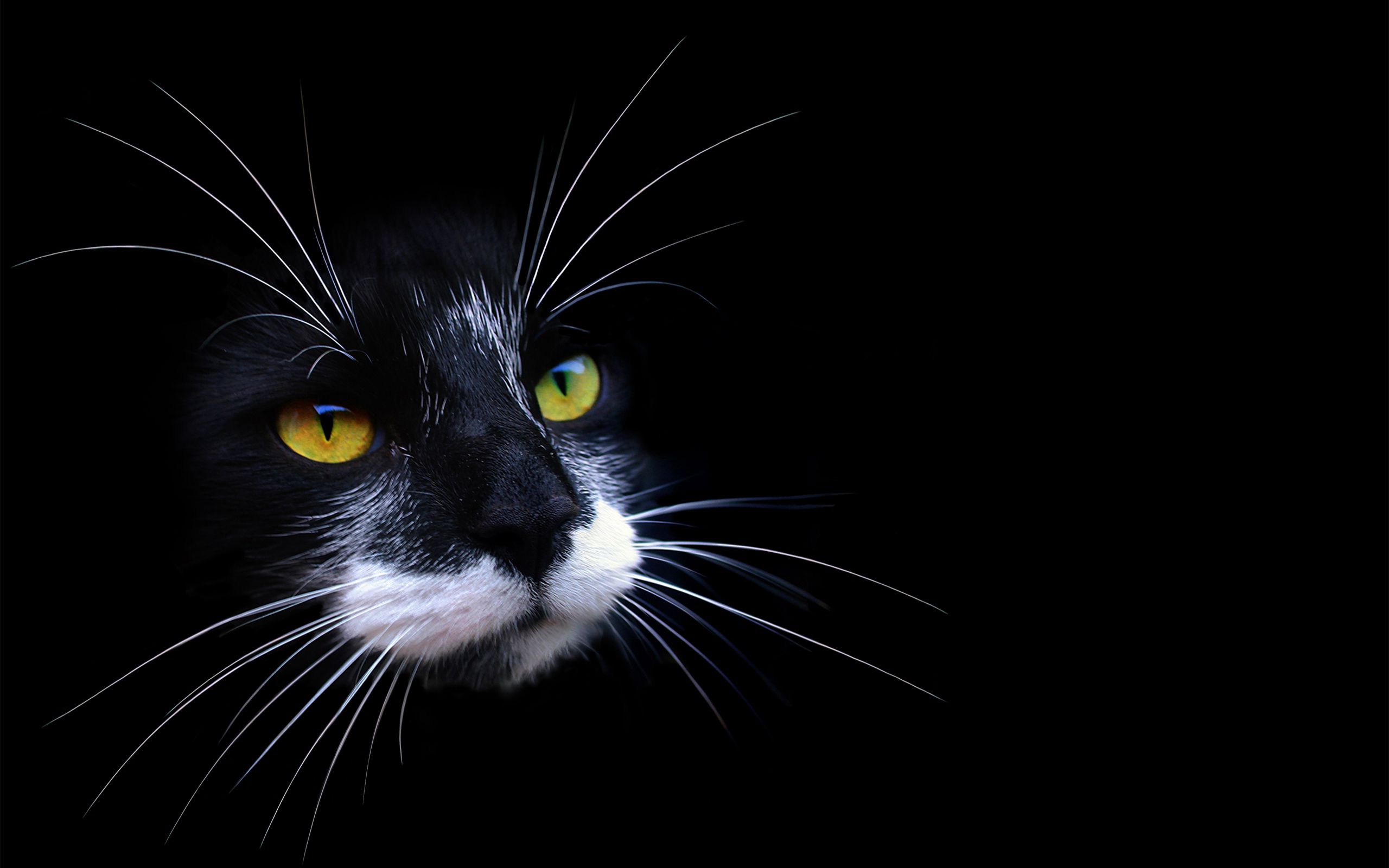 cat, dark, muzzle, shadow, color download HD wallpaper
