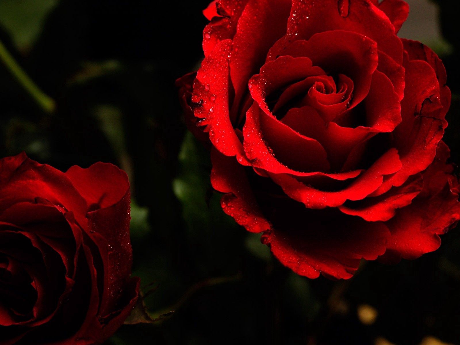 close-up, bright, roses, flowers Buds HQ Background Images