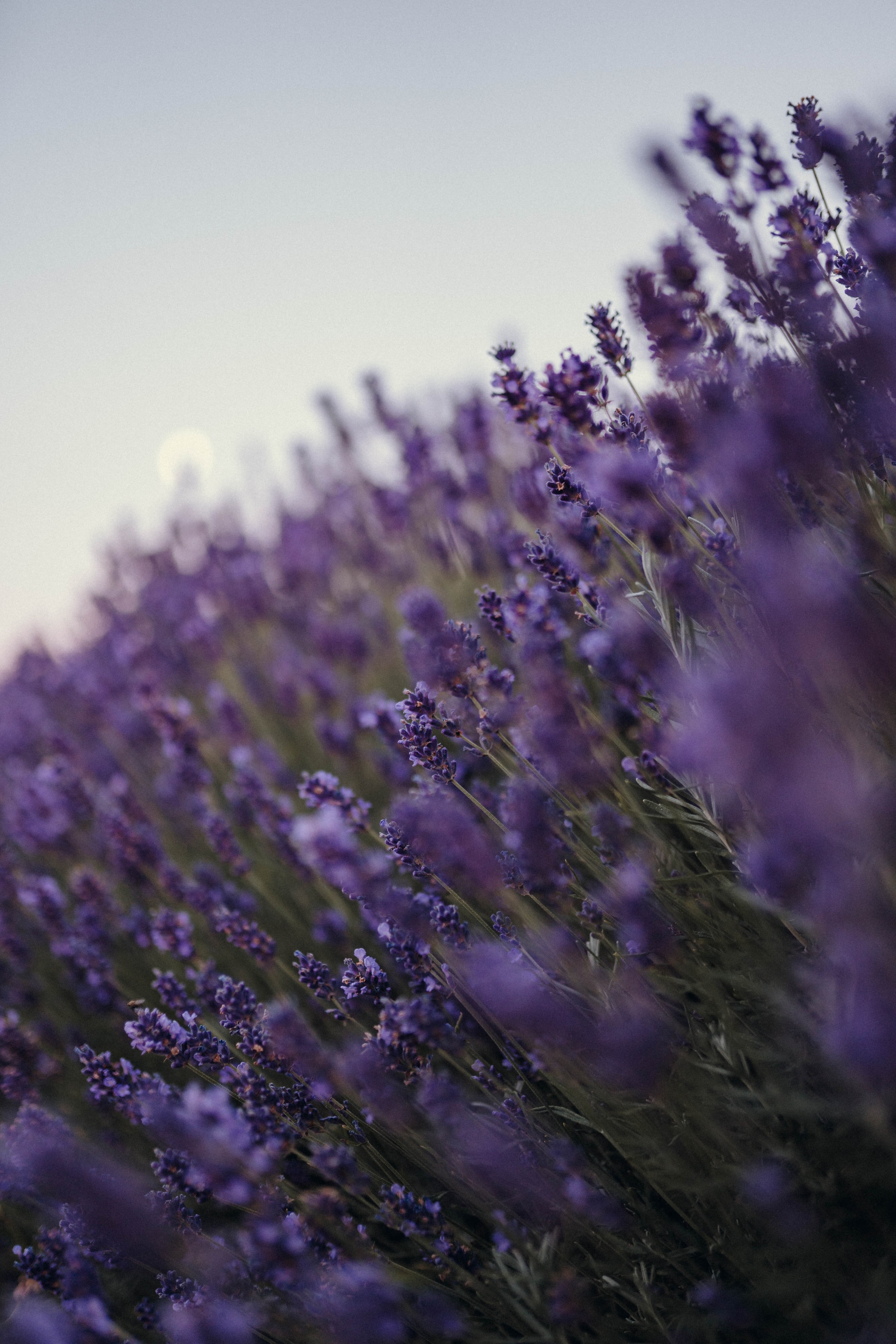 Laden Sie das Blumen, Lila, Lavendel, Wildblumen-Bild kostenlos auf Ihren PC-Desktop herunter