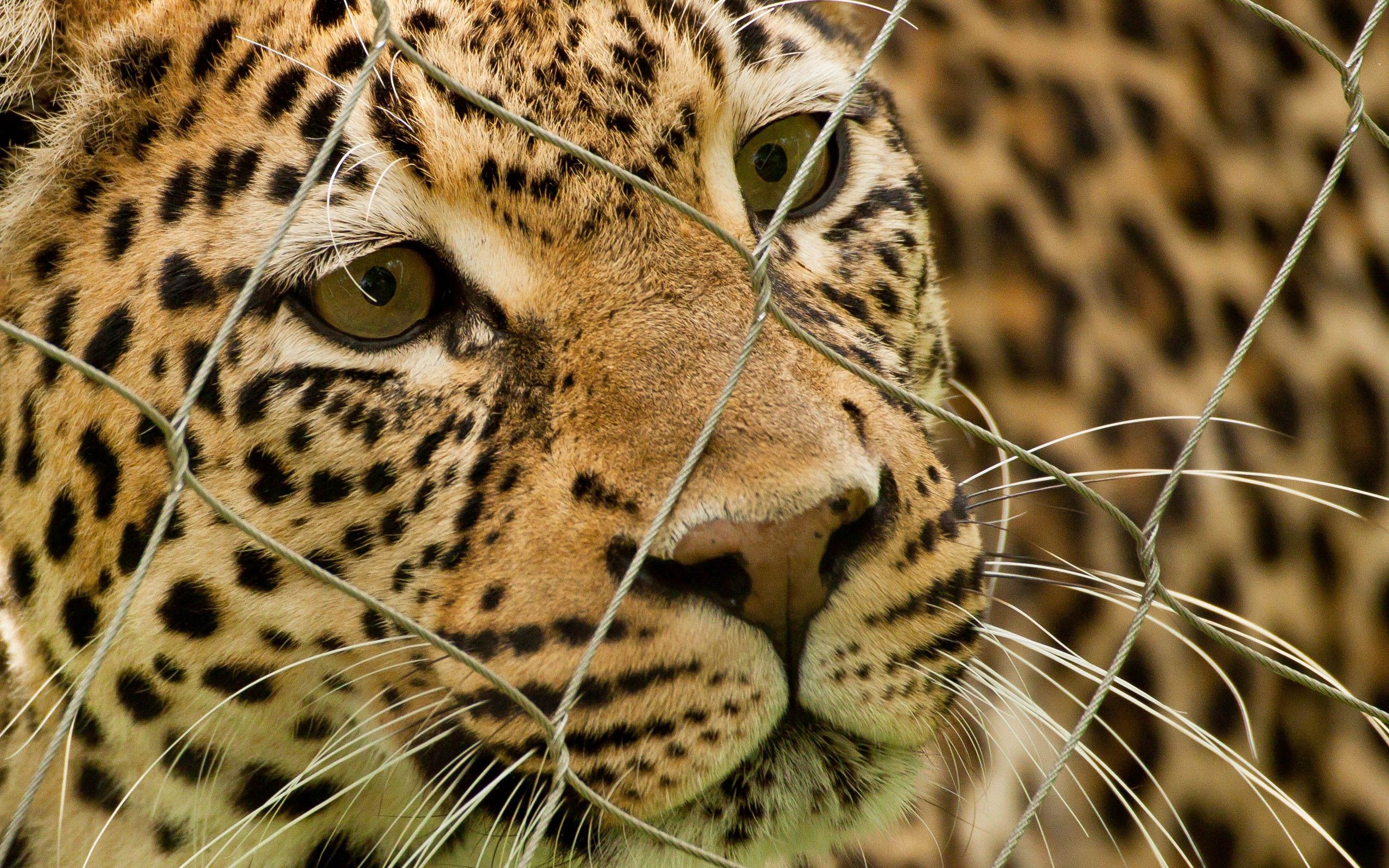 94443 Bild herunterladen tiere, leopard, gefleckt, fleckig, gitter, raster, raubtier, predator - Hintergrundbilder und Bildschirmschoner kostenlos