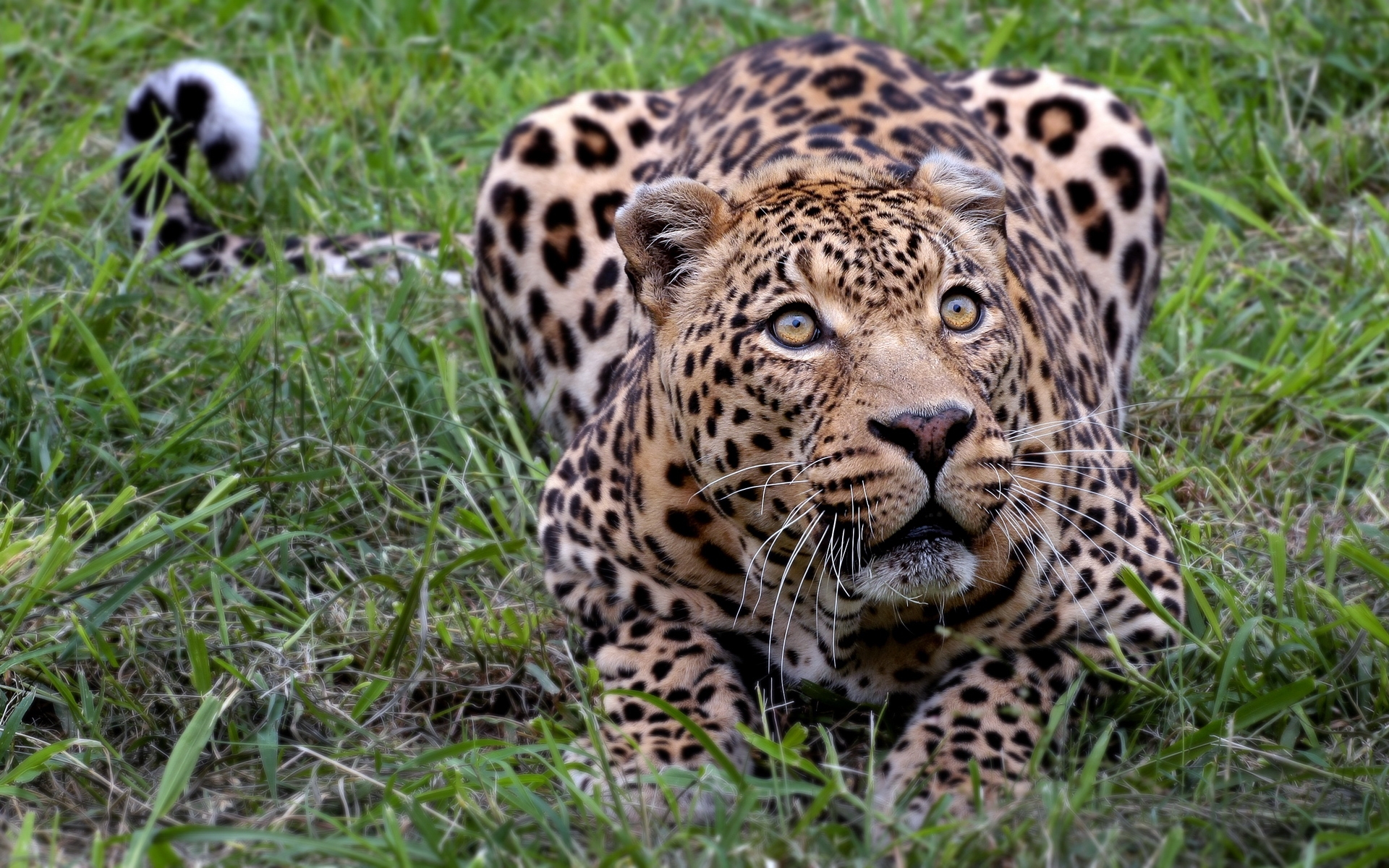 Images & Pictures animals Leopards
