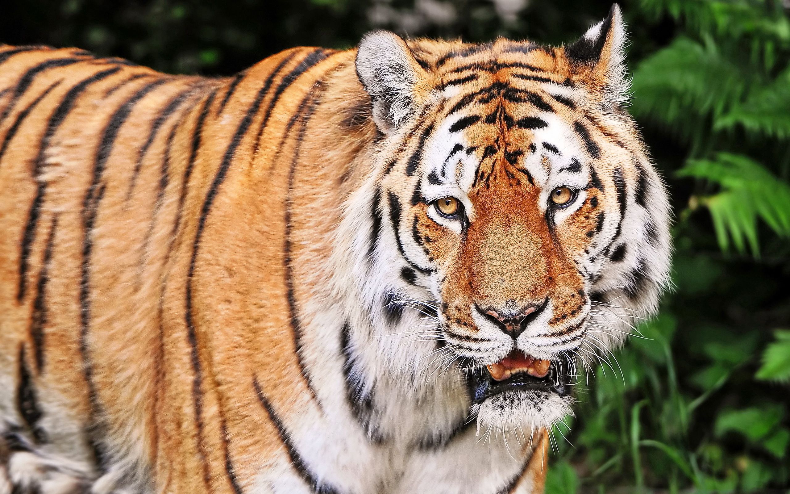 69810 Bild herunterladen tiere, aggression, schnauze, gestreift, tiger - Hintergrundbilder und Bildschirmschoner kostenlos