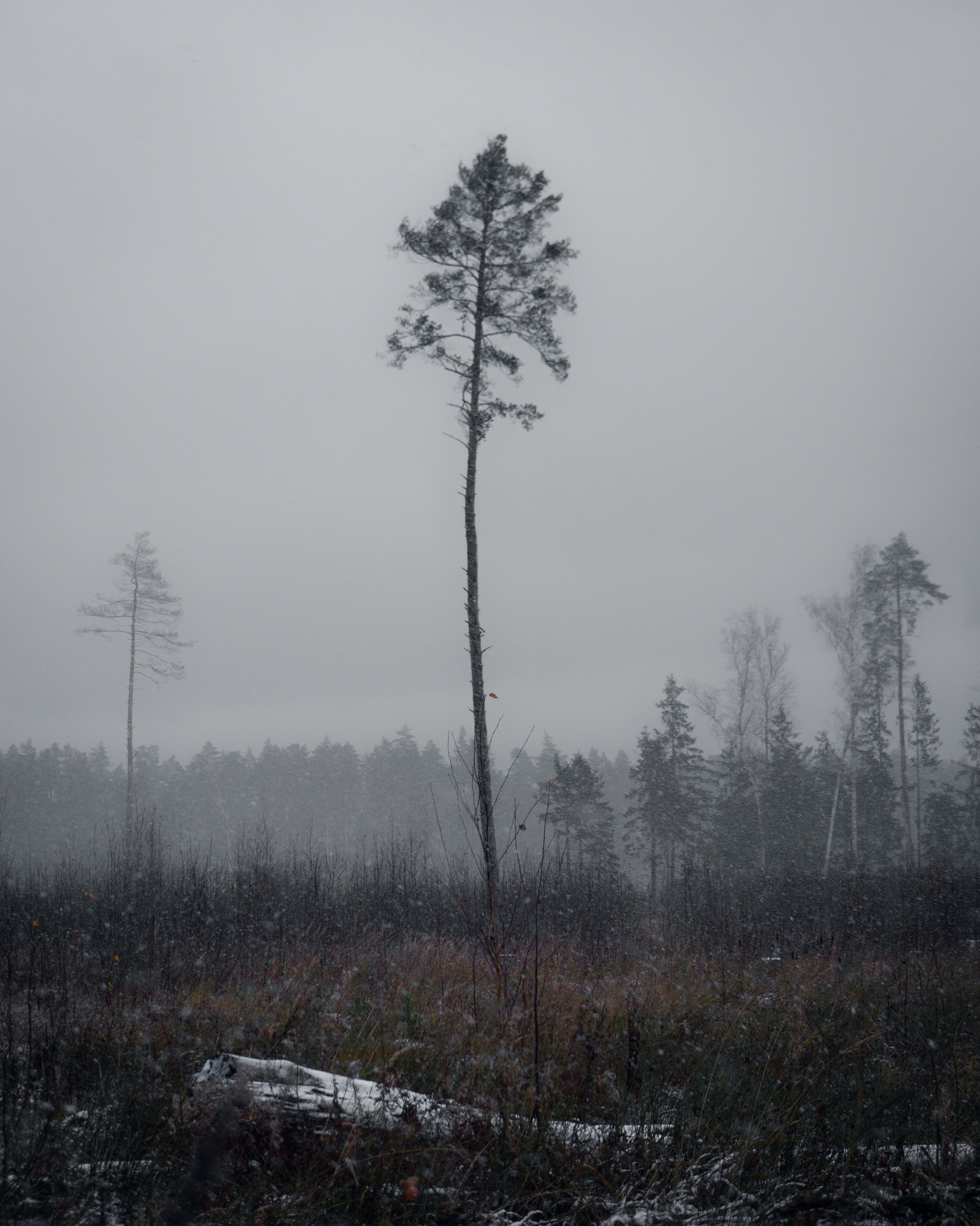 Widescreen image pine, wood, winter, nature
