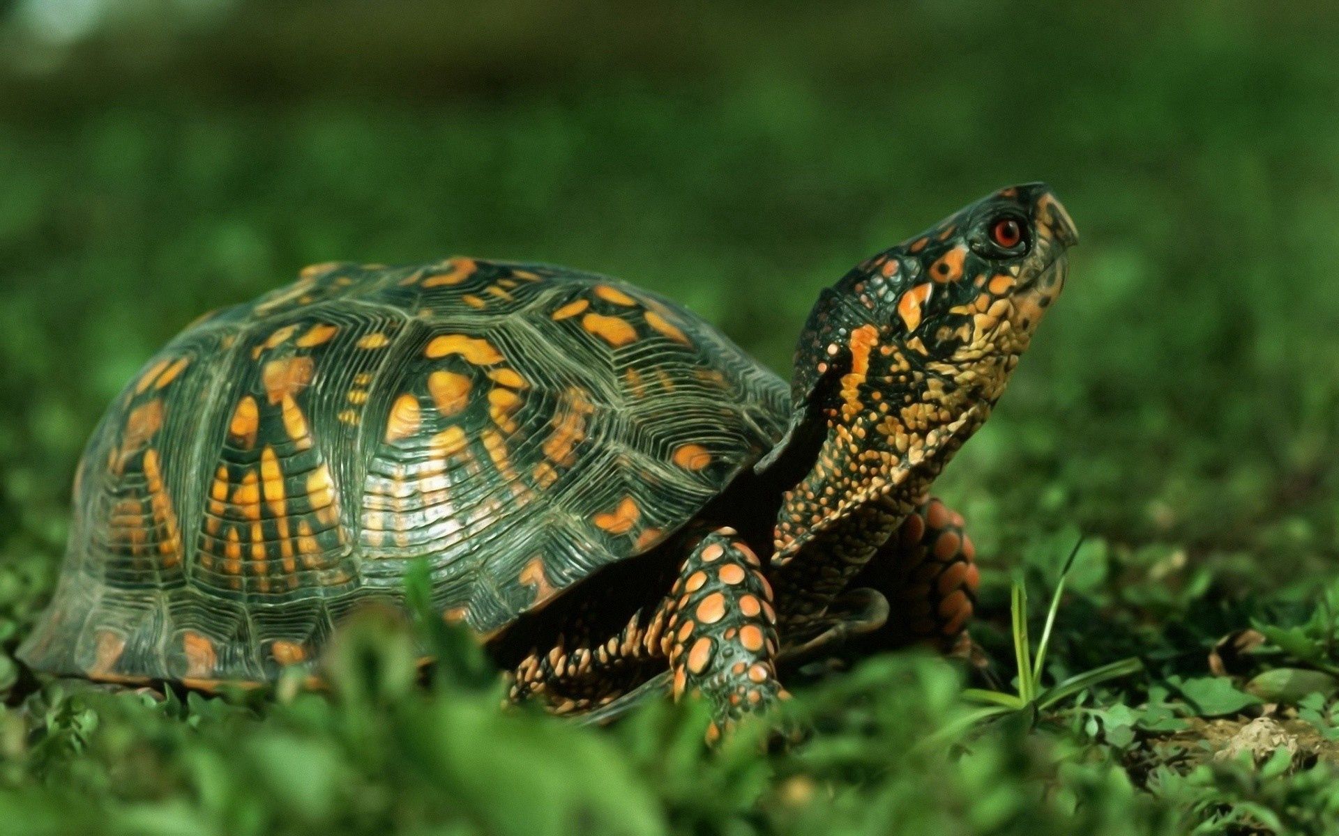 Turtle animals, shell, carapace, stroll 4k Wallpaper