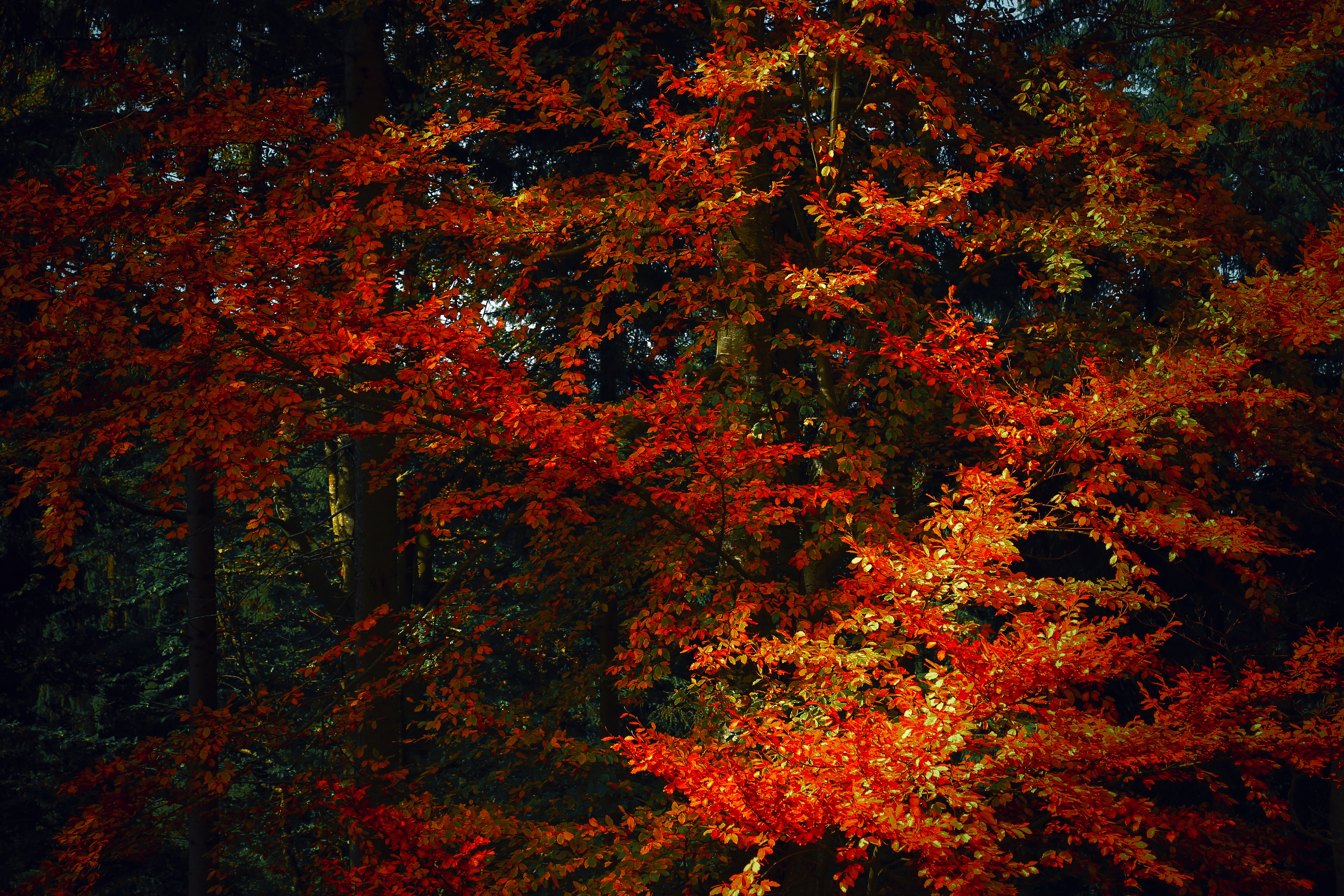 autumn paints, nature, trees, autumn, leaves, branches, shadows, autumn colors