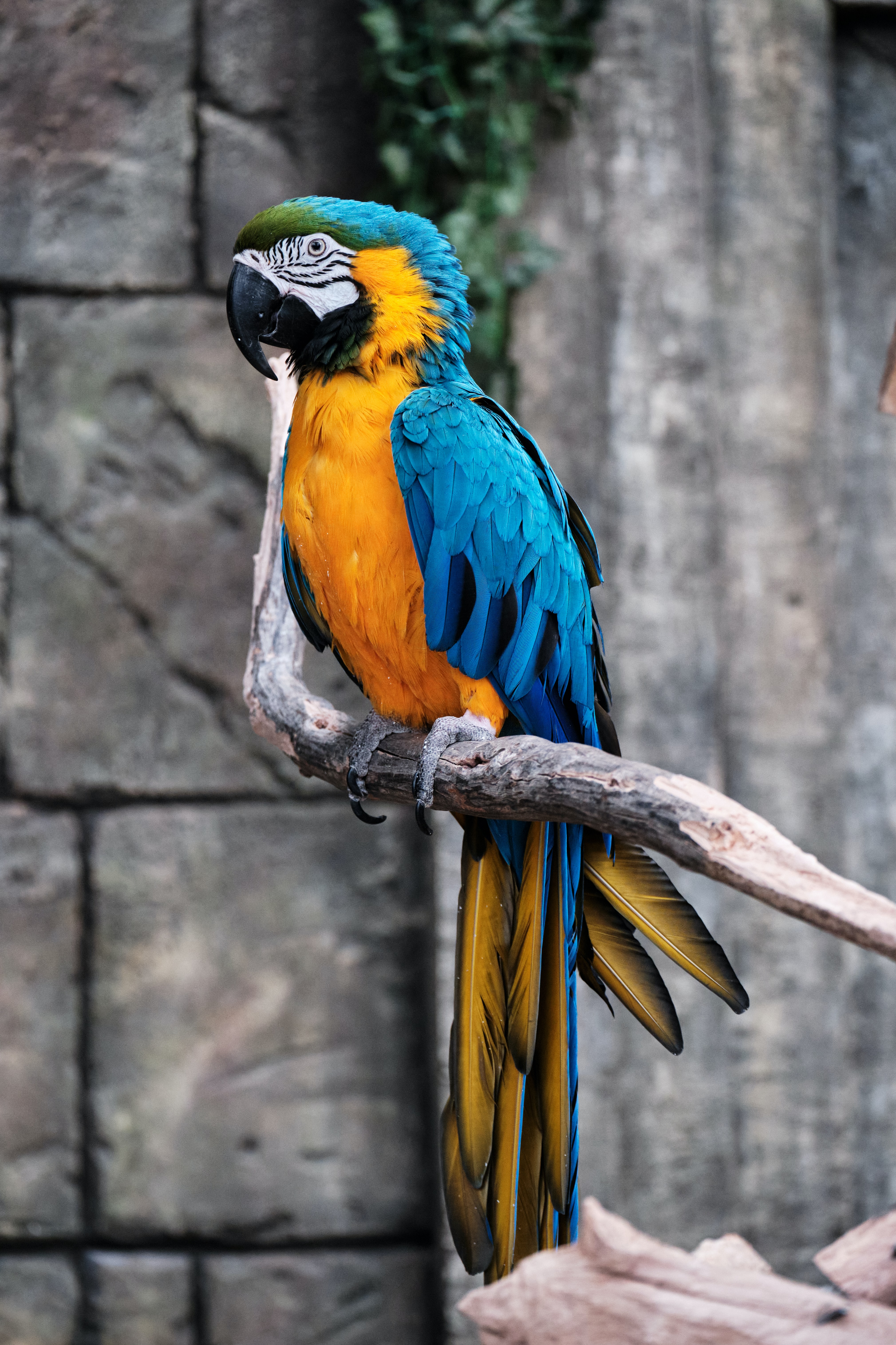 parrots, multicolored, macaw, animals, bird, motley, branch