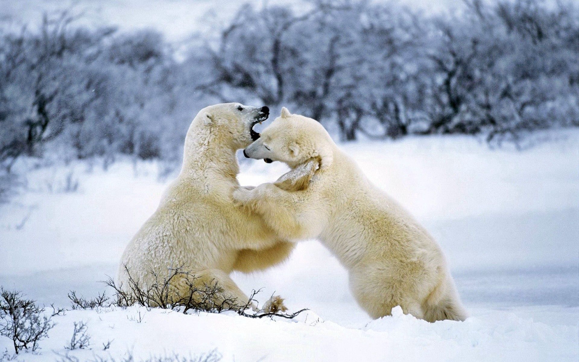 couple, playful, animals, pair HD Mobile