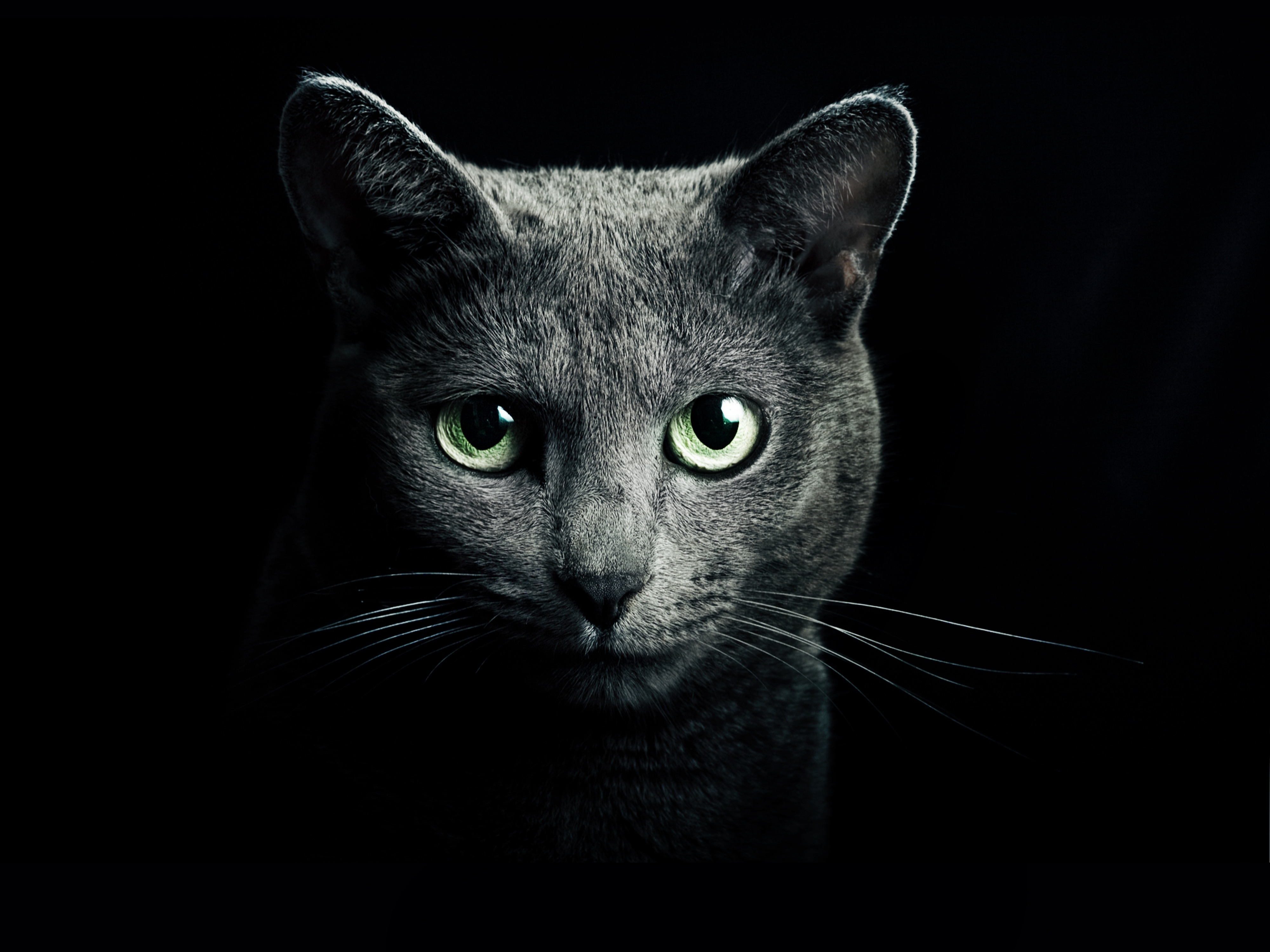 105413 завантажити шпалери синій, темні, погляд, кішка, кіт, сірий, зелений, темний, очі, заява, чорний фон, порода, породи, російська, блакитна - заставки і картинки безкоштовно
