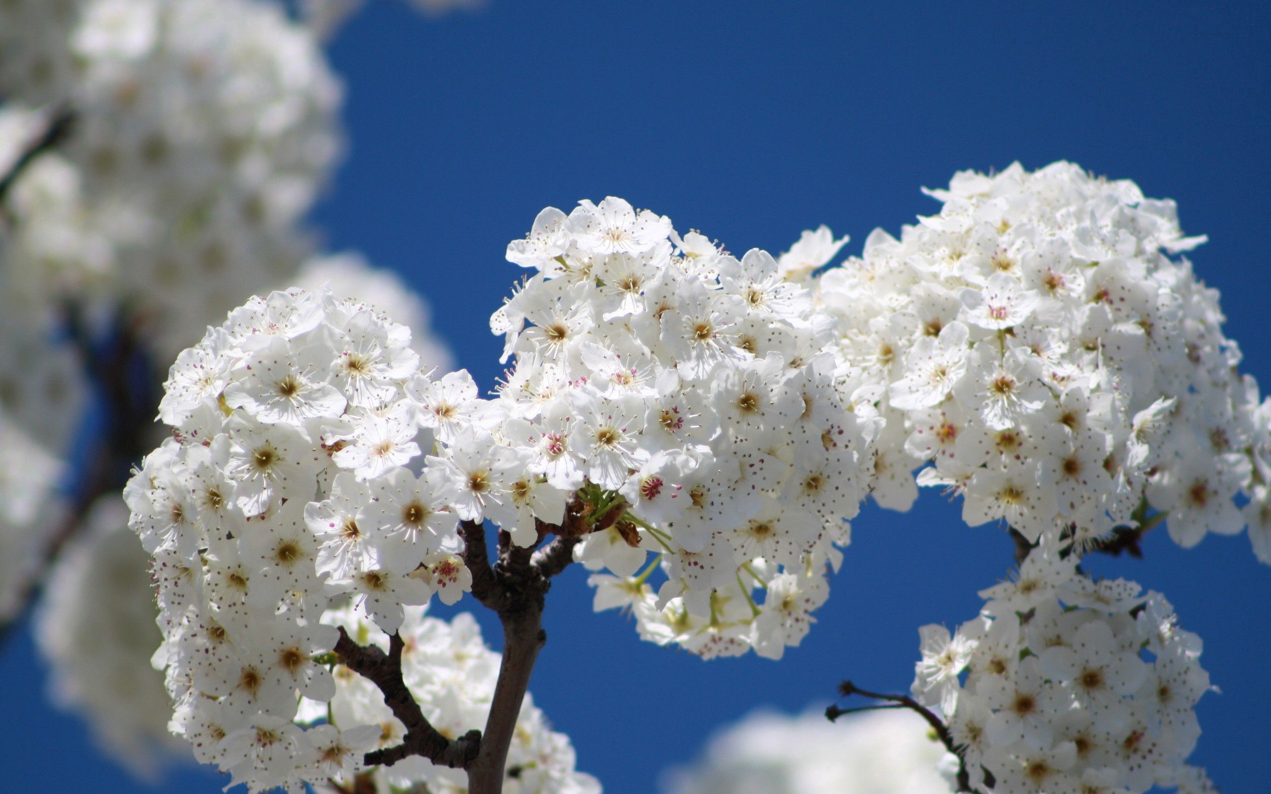 HD wallpaper bloom, flowers, sky, macro, wood, tree, flowering, branch, spring