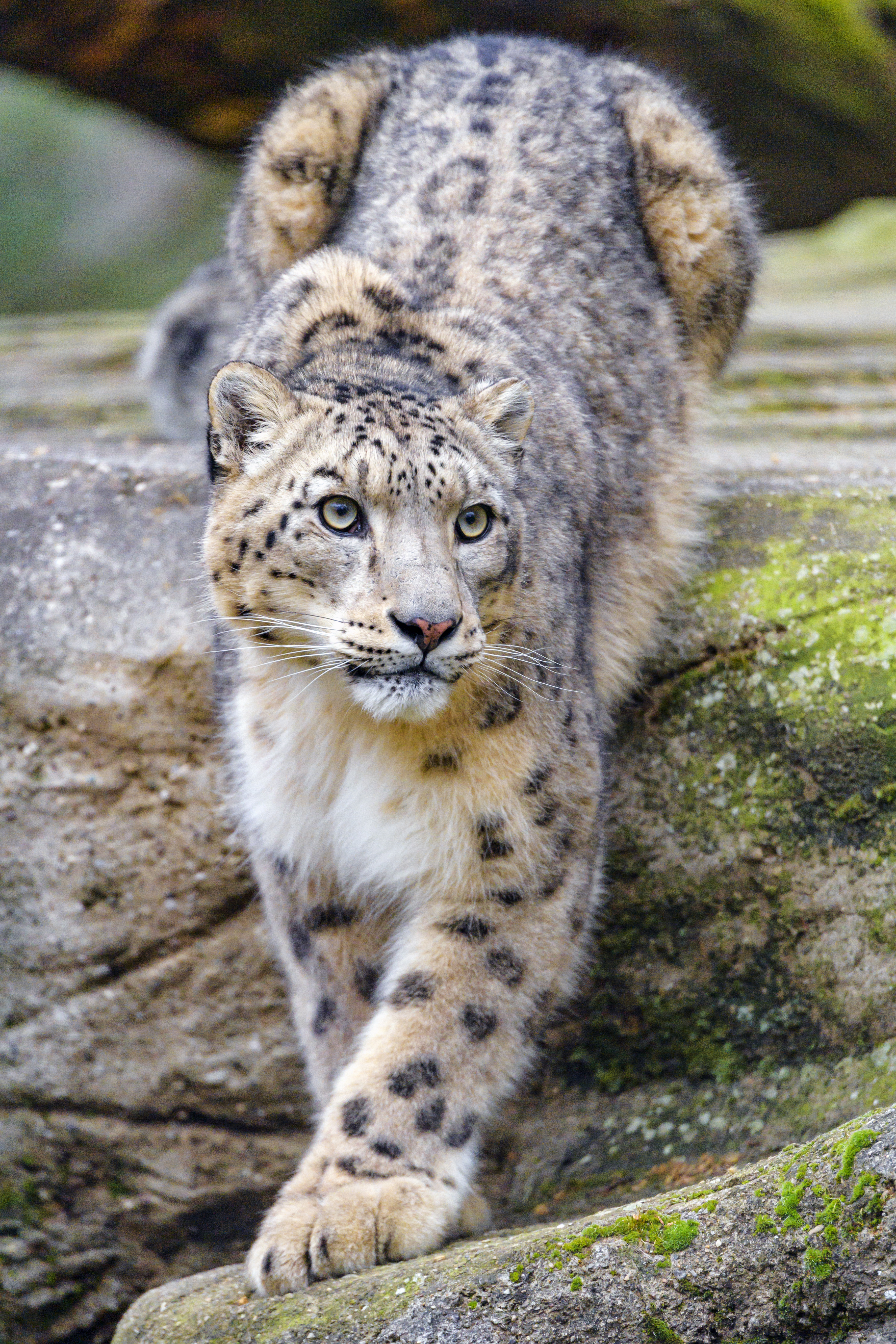 137343 download wallpaper snow leopard, animals, predator, big cat, sight, opinion, animal, irbis screensavers and pictures for free