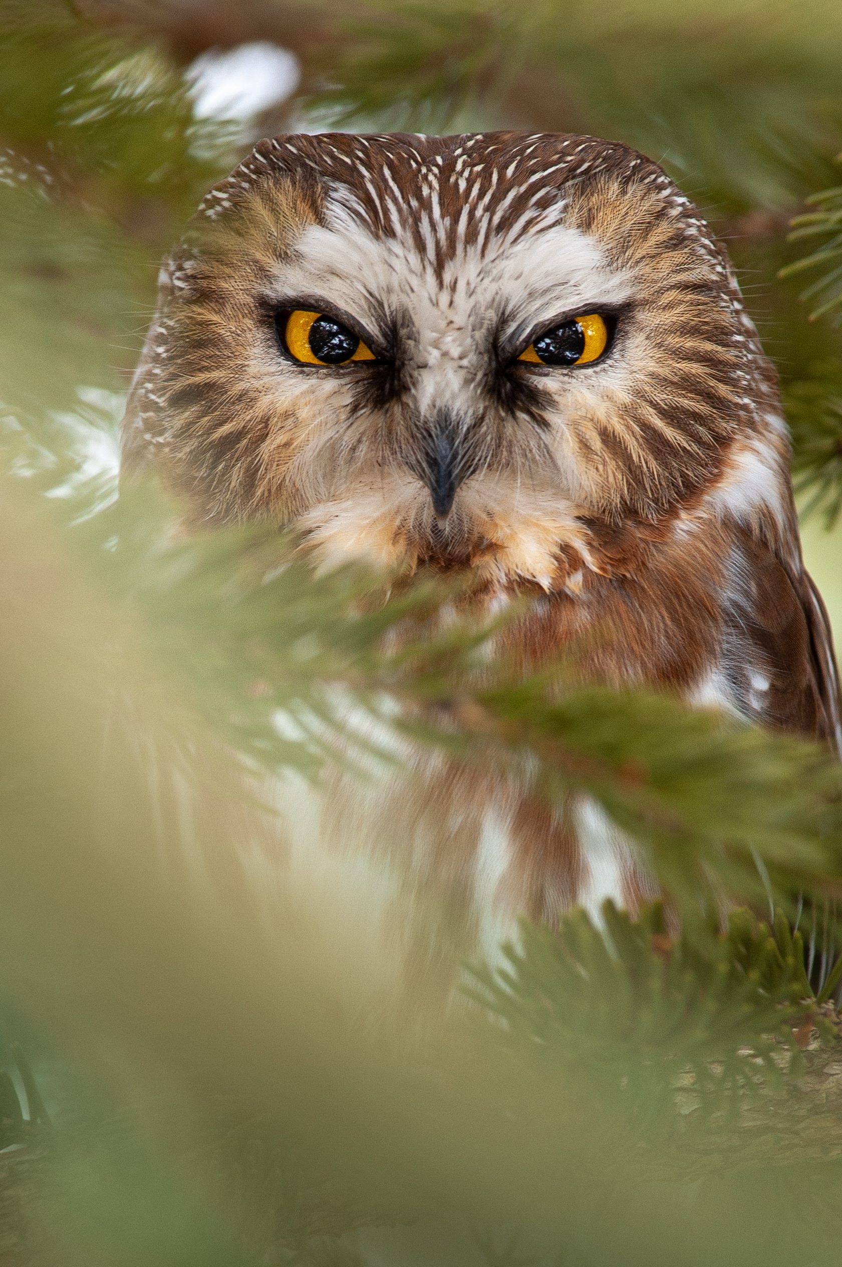 owl, animals, feather, bird, sight, opinion QHD