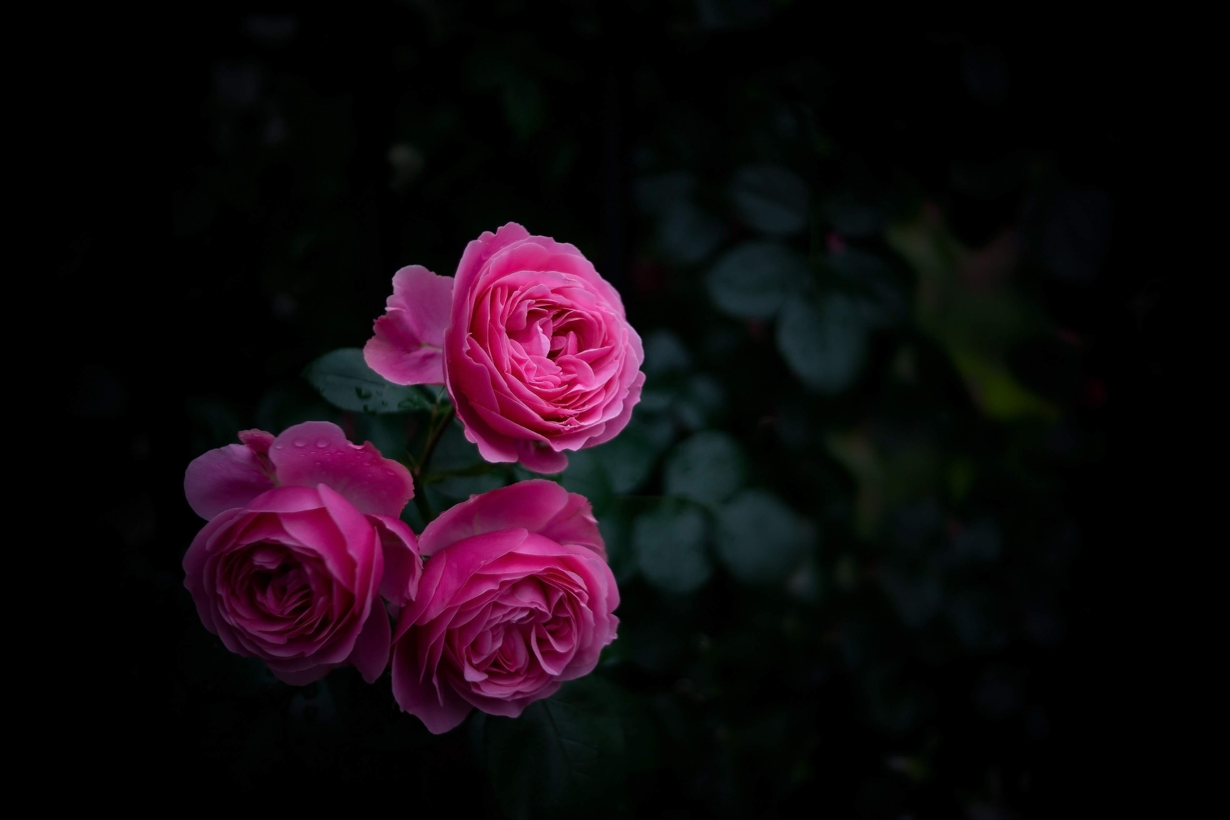 buds, bush, rose flower, dark, pink, rose, garden