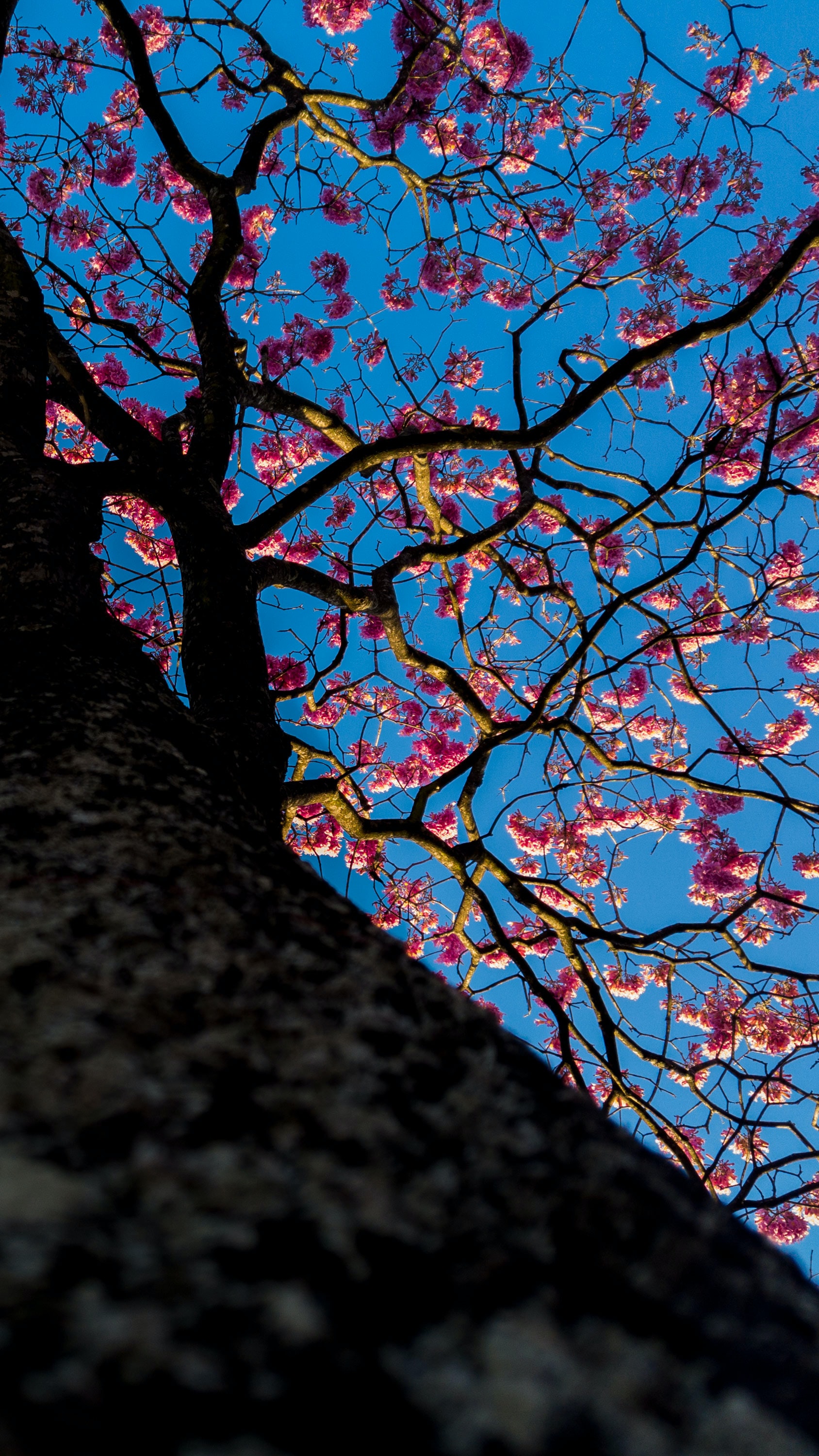 sakura, flowers, wood, tree, bloom, flowering HD wallpaper
