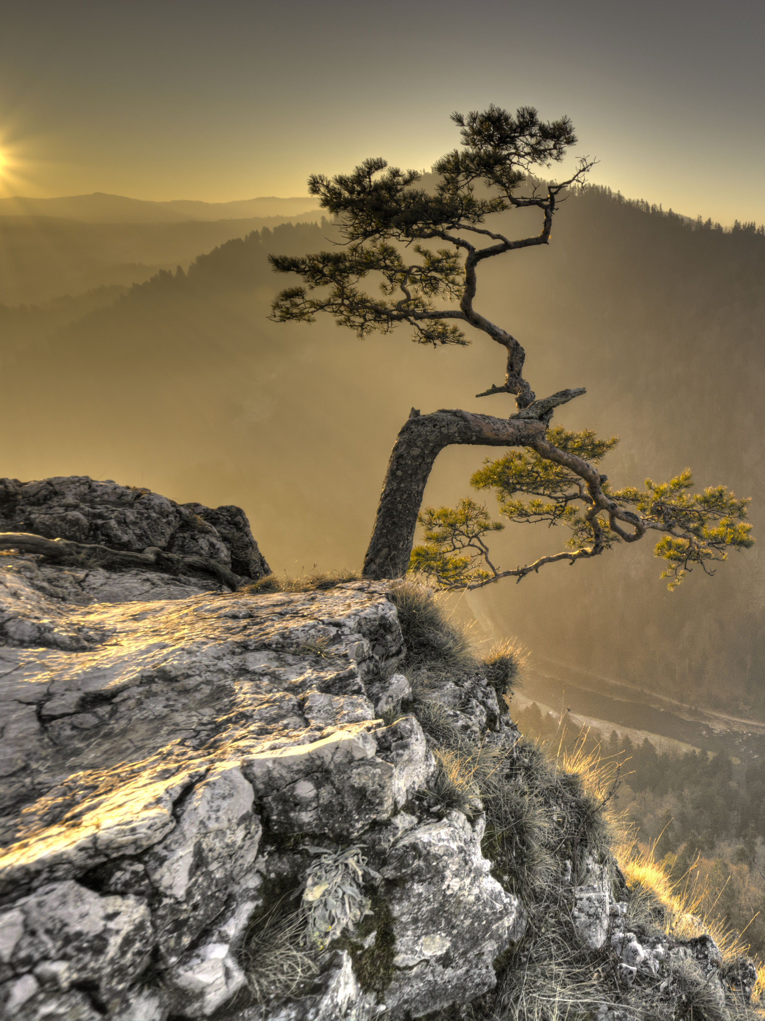 tree, nature, sun, rock, wood, break, precipice iphone wallpaper