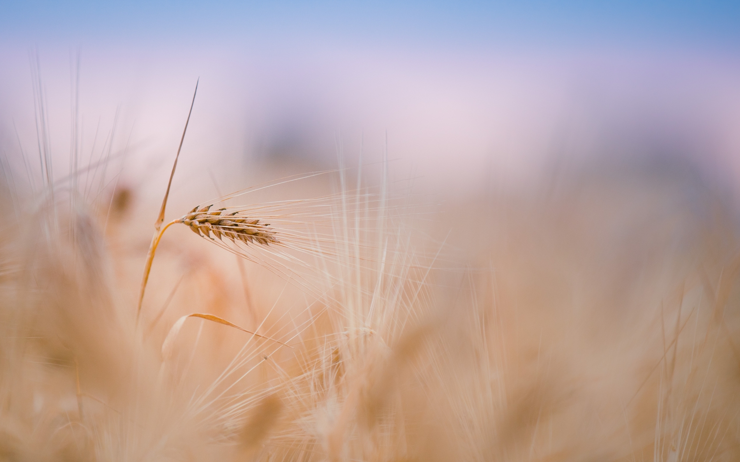 Laden Sie das Pflanzen, Weizen-Bild kostenlos auf Ihren PC-Desktop herunter