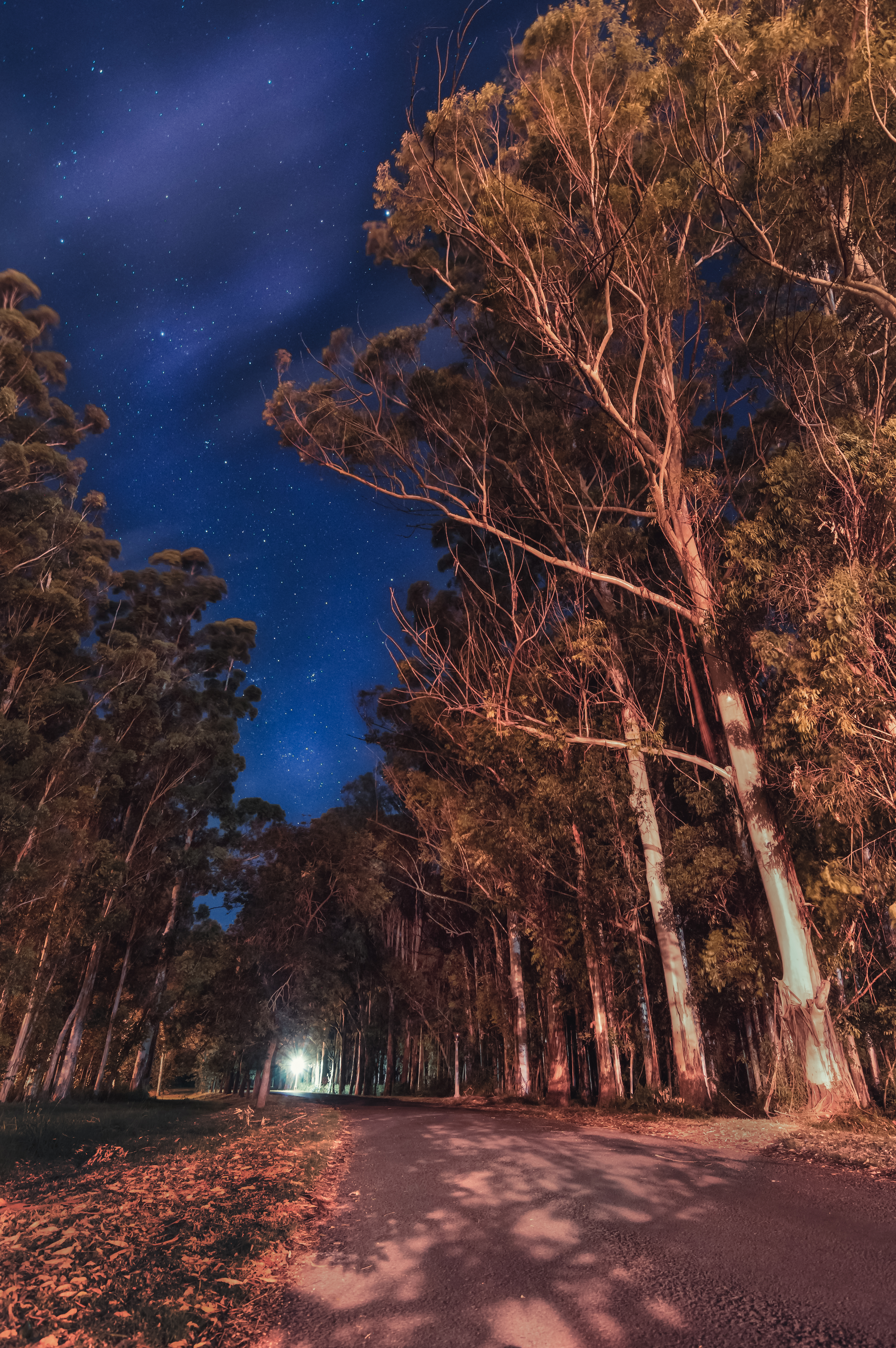 night, nature, trees, stars, road, argentina, parana, entrerios, entre rios phone wallpaper
