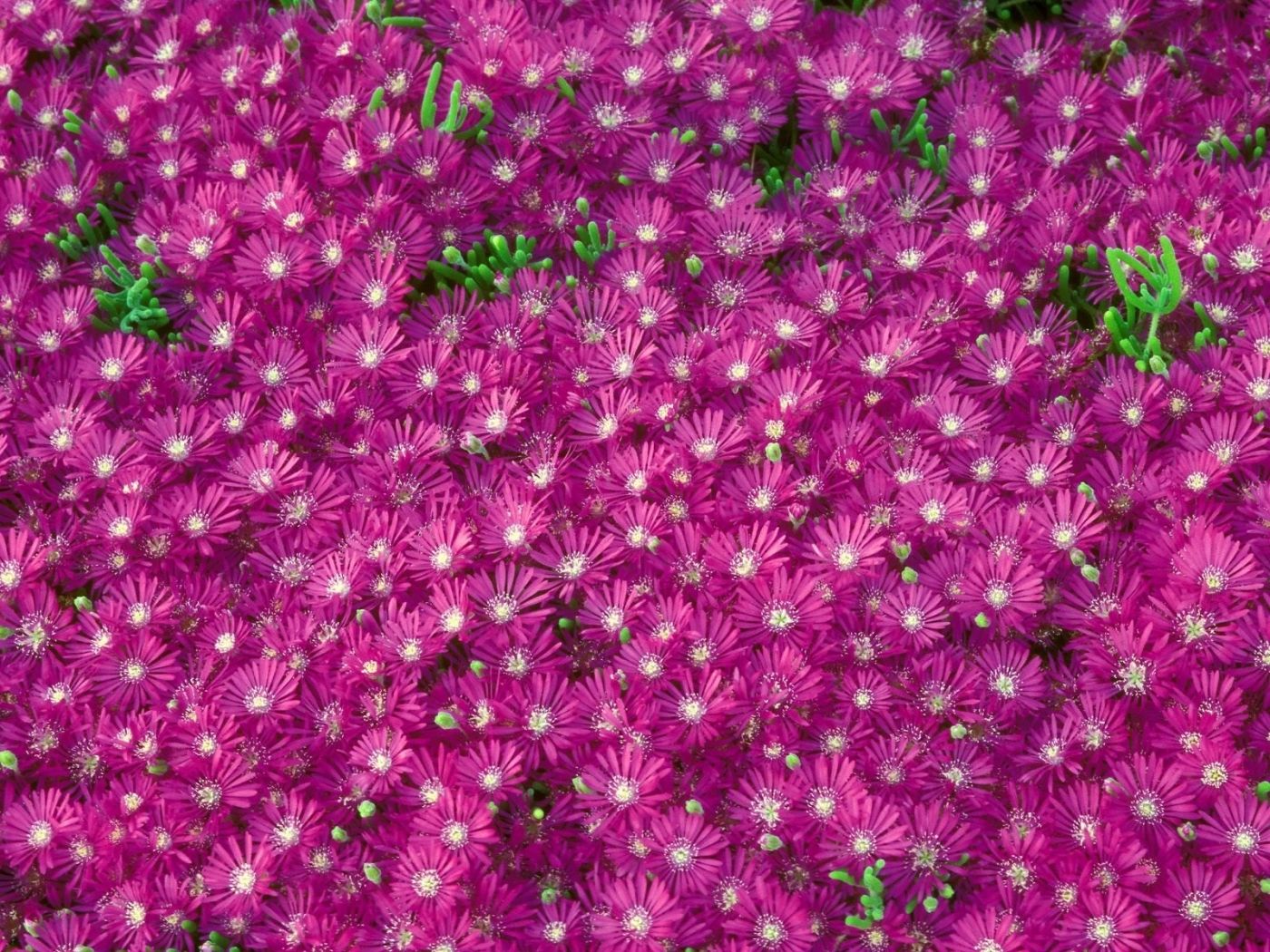 violet, plants, flowers QHD