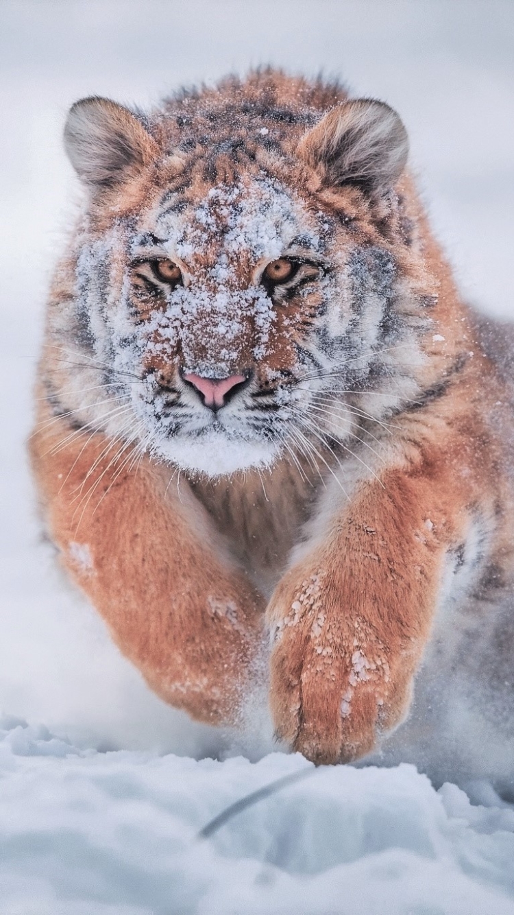 Free Images cats, siberian tiger, baby animal, tiger Running