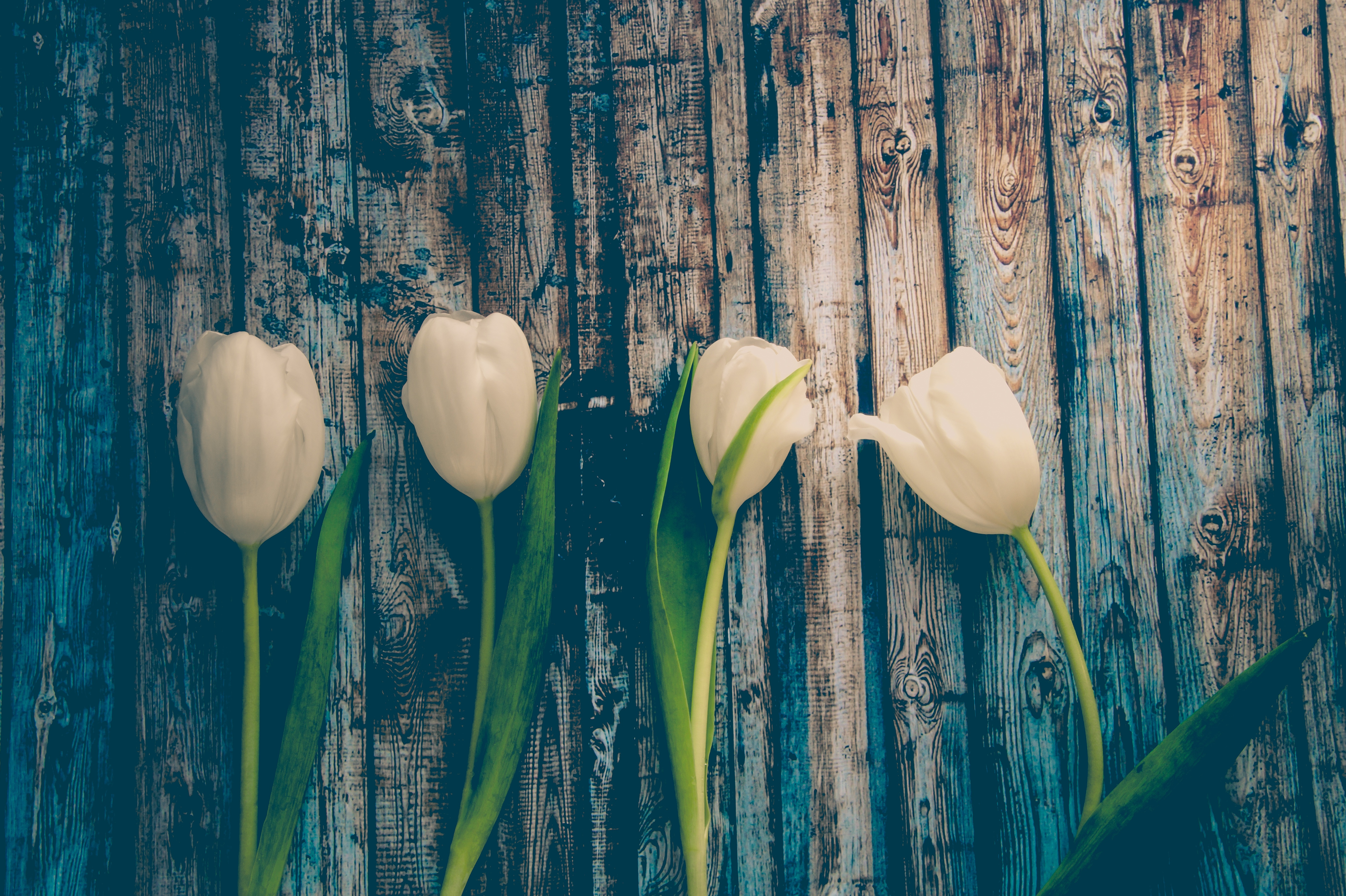 Phone Background tulips, stalk, flowers