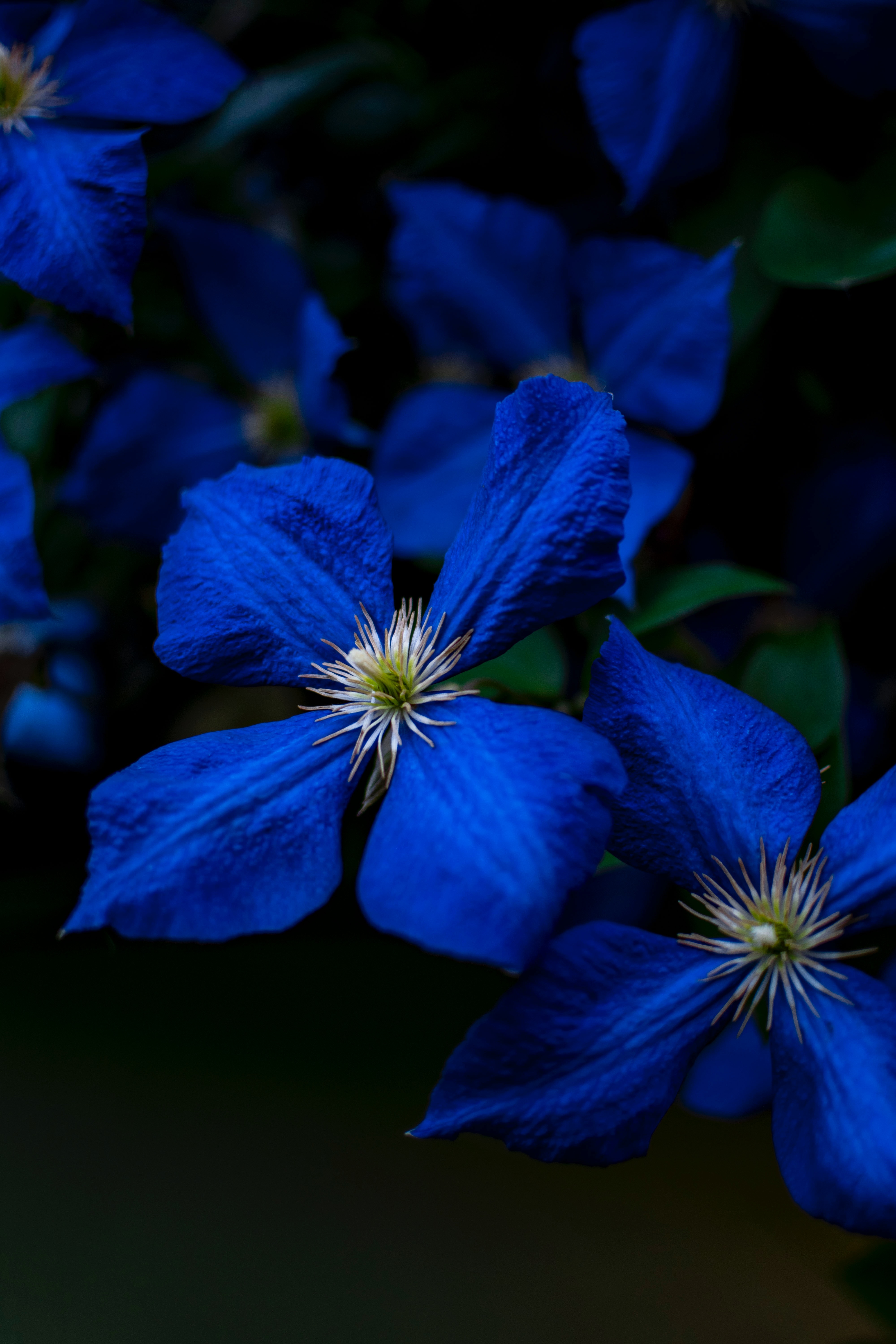 plant, blue, flowers, close-up, bloom, flowering, big plan HD wallpaper