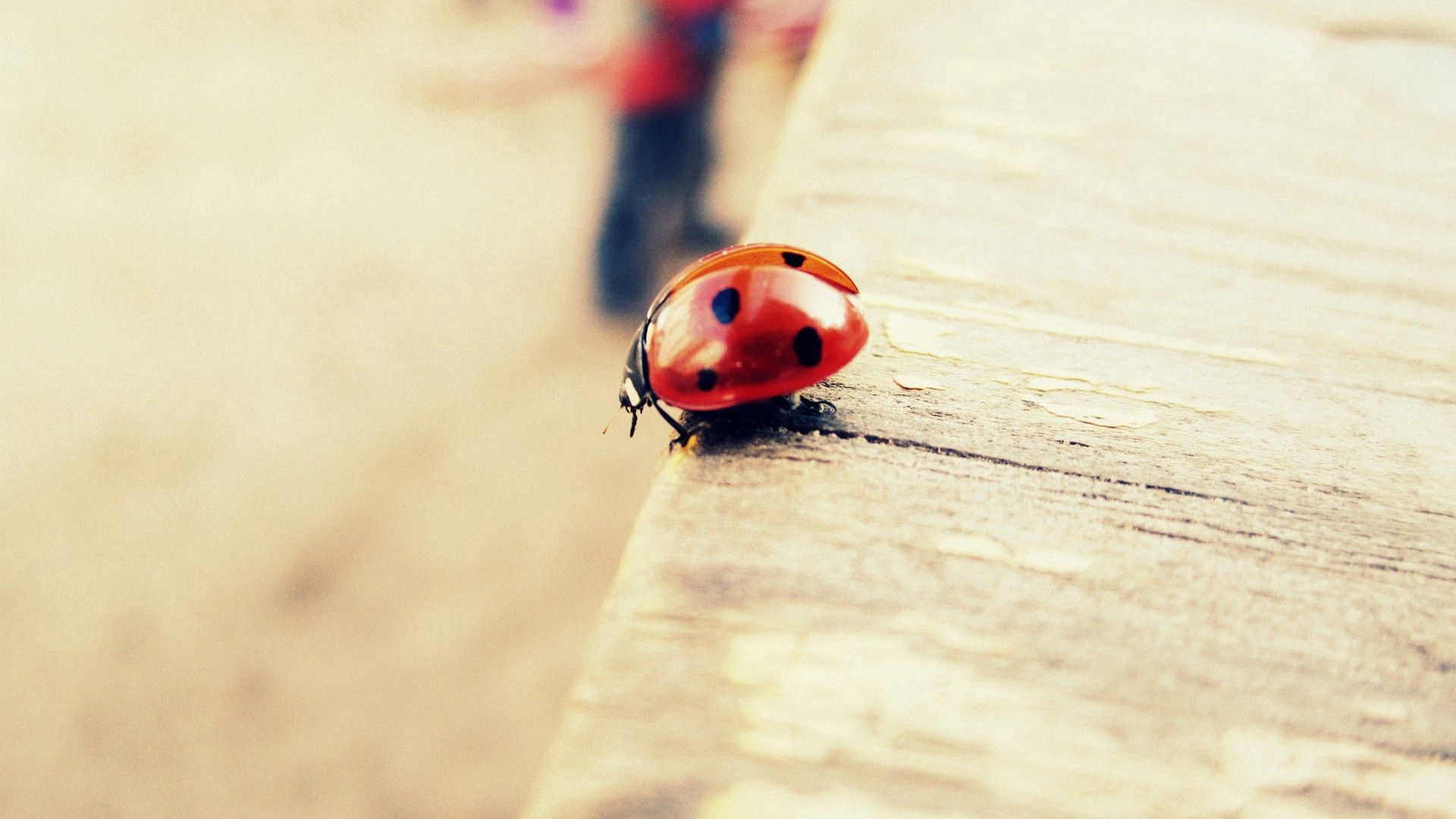 Cool HD Wallpaper ladybug, board, surface, light