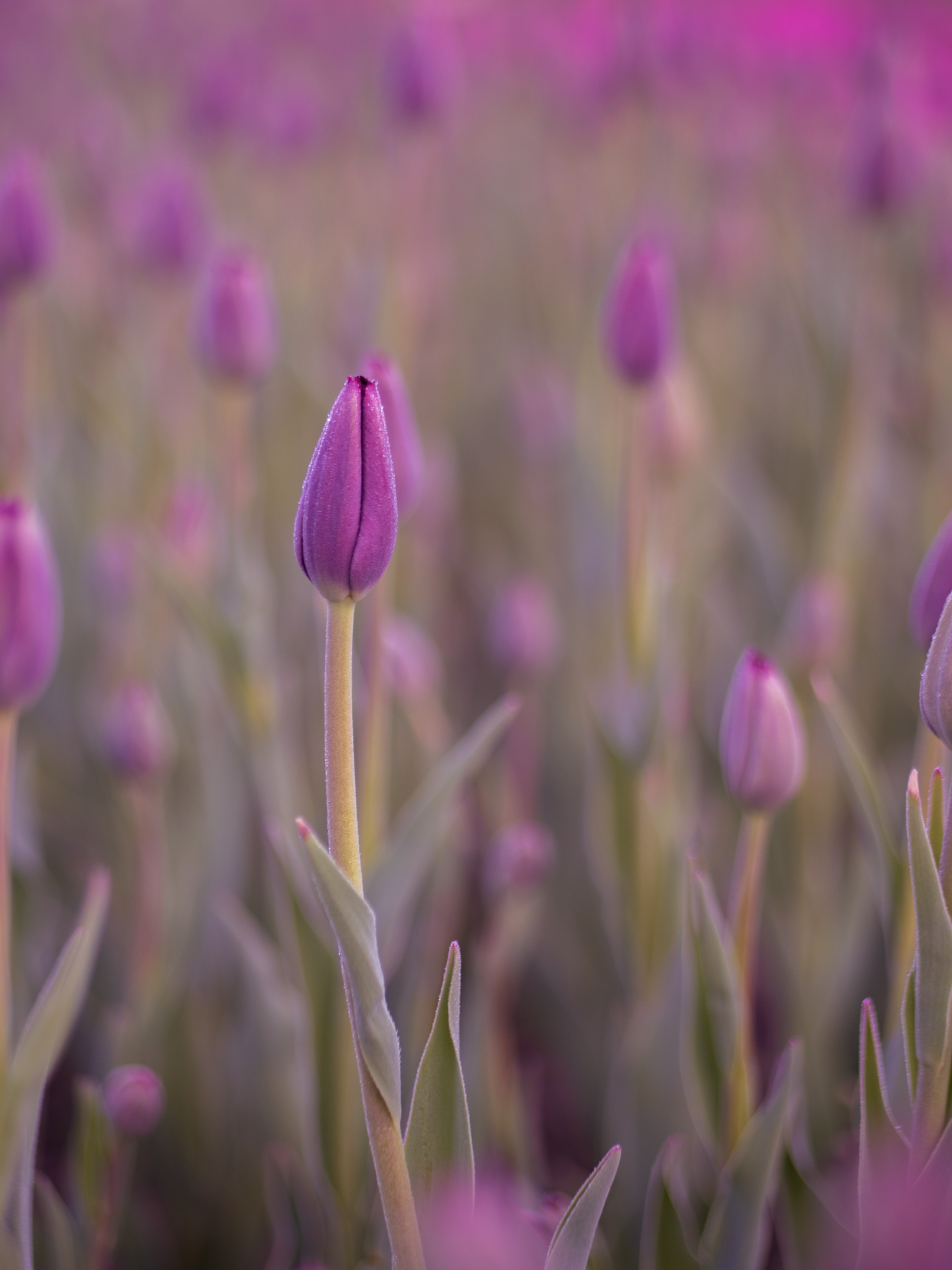116298 Bildschirmschoner und Hintergrundbilder Tulpe auf Ihrem Telefon. Laden Sie violett, blume, makro, knospe, bud, nass, lila, tau, tulpe, tulip Bilder kostenlos herunter