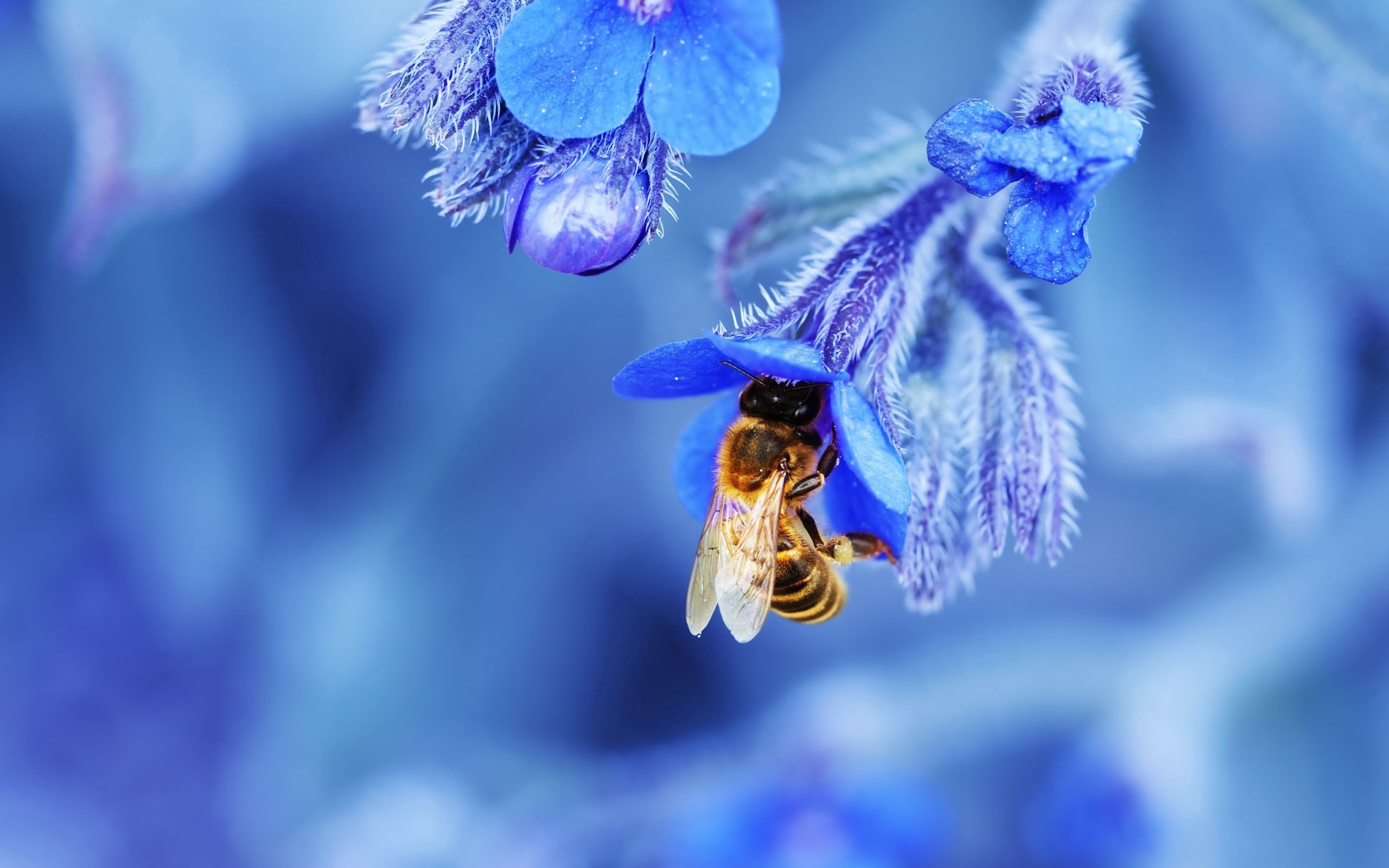 70333 download wallpaper bee, blue, flower, macro screensavers and pictures for free