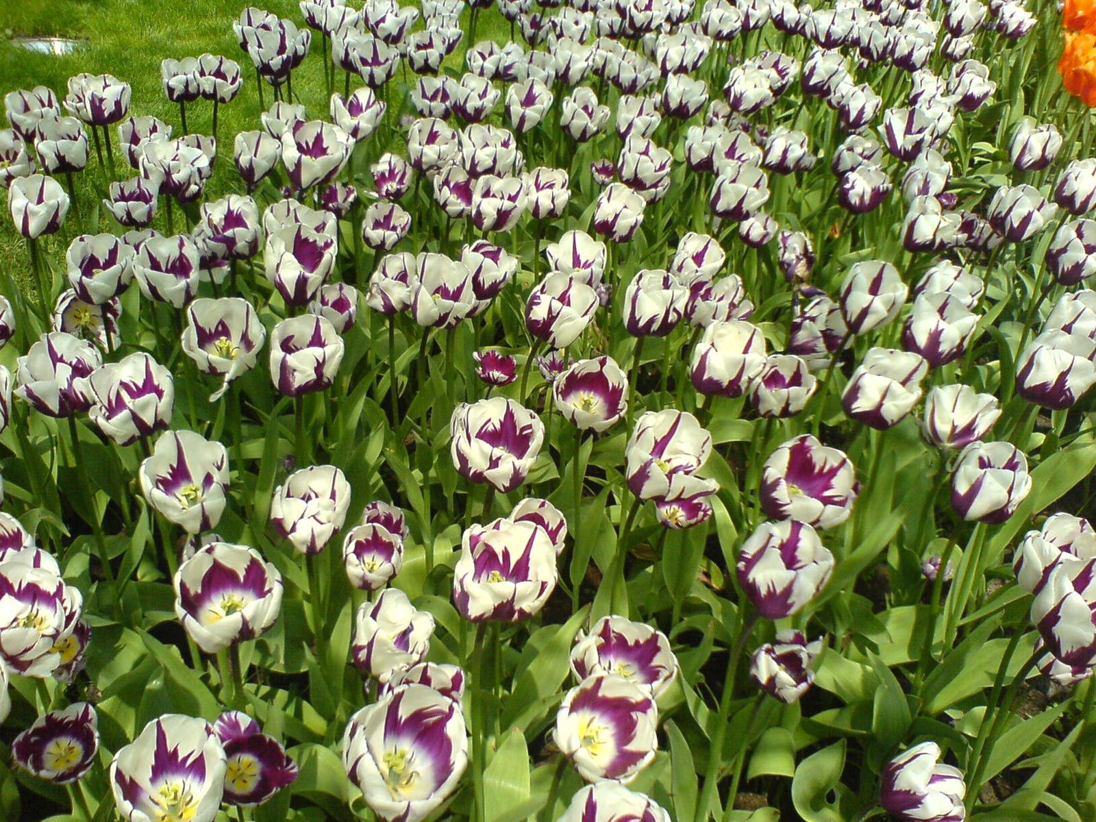 HD wallpaper flowerbed, flowers, tulips, park, flower bed, disbanded, loose, lawn, variegated, mottled
