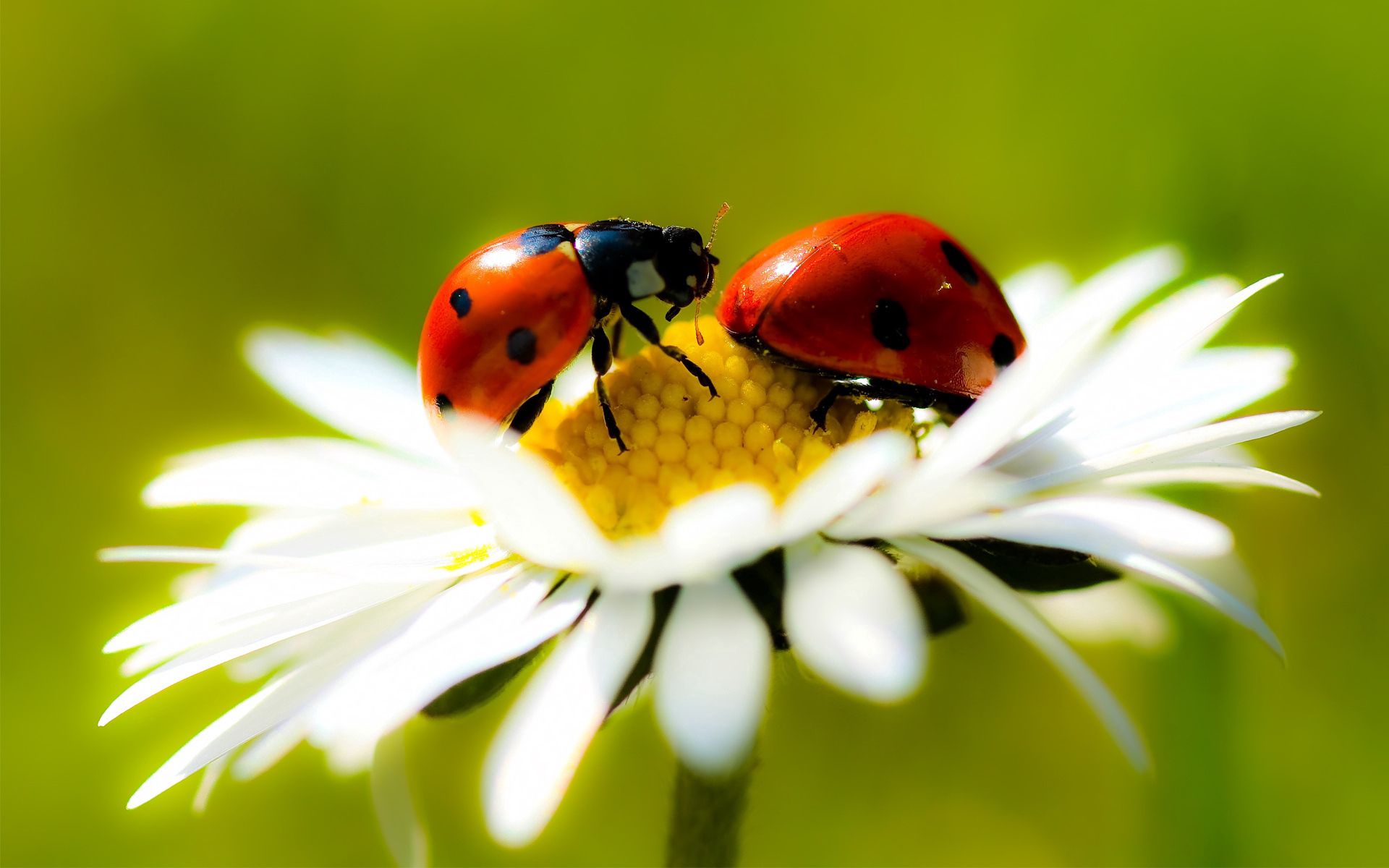 60958 Hintergrundbilder und Ladybird Bilder auf dem Desktop. Laden Sie makro, kamille, insekt, kriechen Bildschirmschoner kostenlos auf den PC herunter