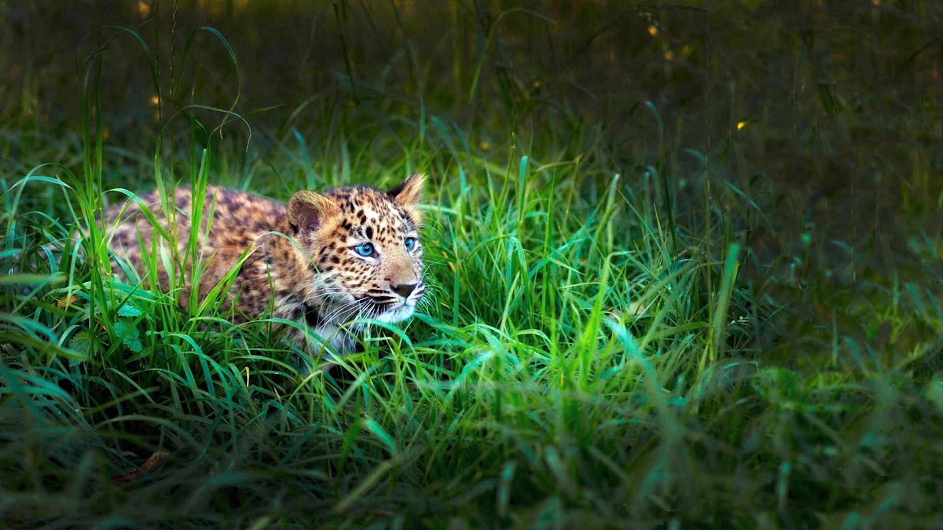 76876 Hintergrundbild herunterladen tiere, grass, junge, leopard, sich hinlegen, liegen, ausblenden, jagd, joey, lauern - Bildschirmschoner und Bilder kostenlos