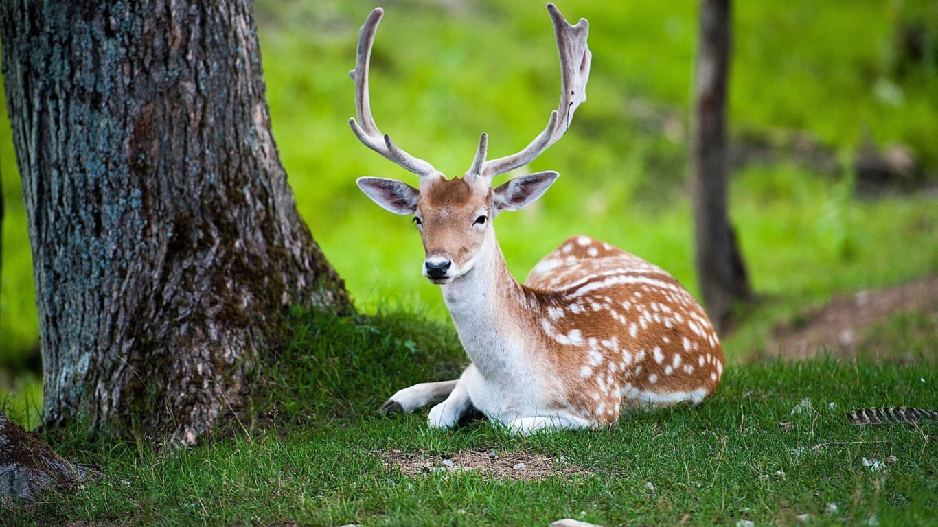 Images & Pictures  Deer