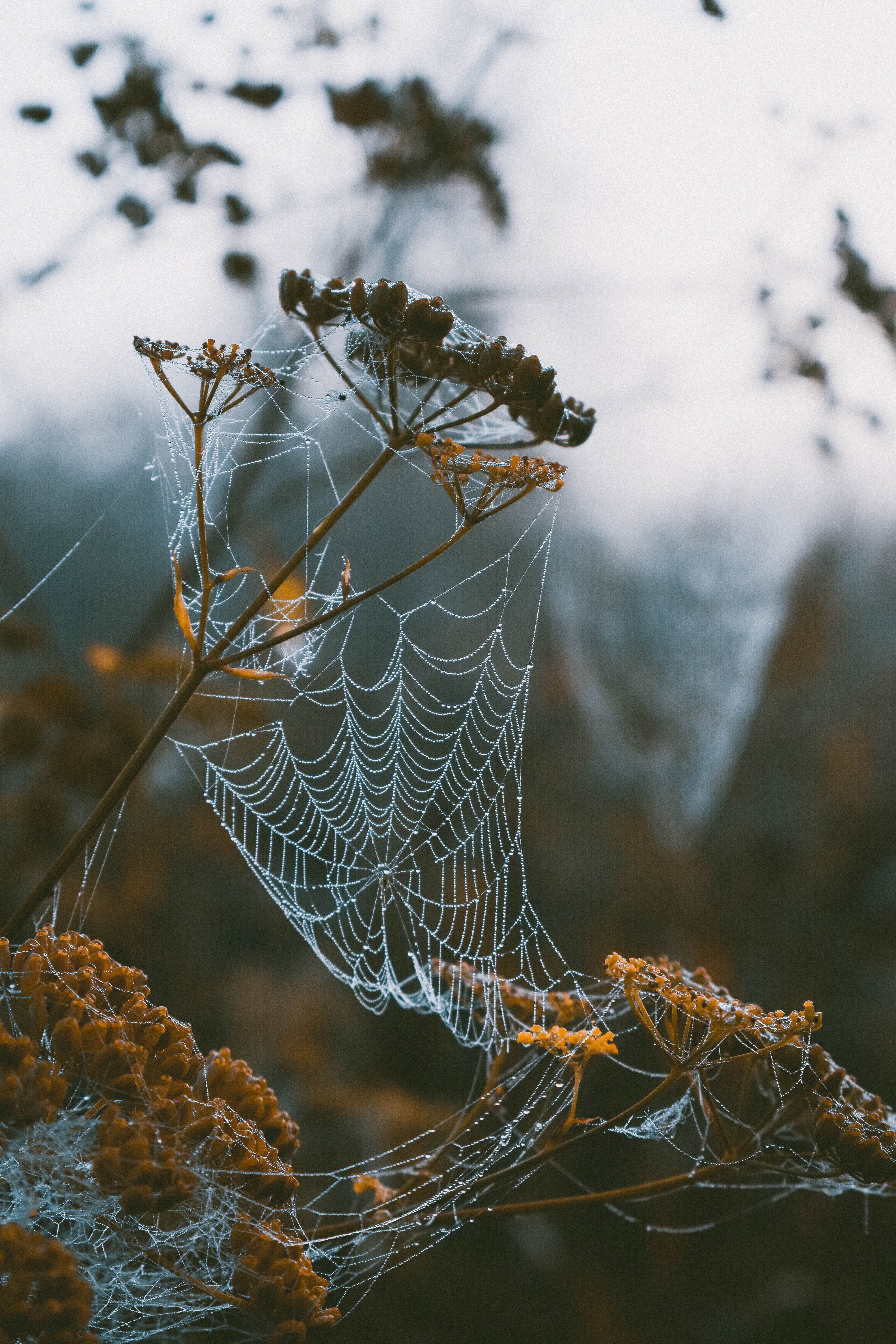 Free Images branches, macro, blur, dew Web