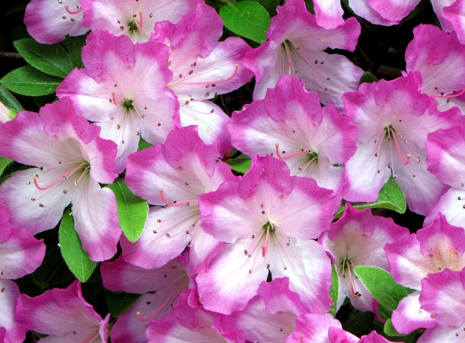 Laden Sie das Nahaufnahme, Blumen, Blühen, Blühenden, Nahansicht, Zärtlichkeit, Azalee, Azalea-Bild kostenlos auf Ihren PC-Desktop herunter
