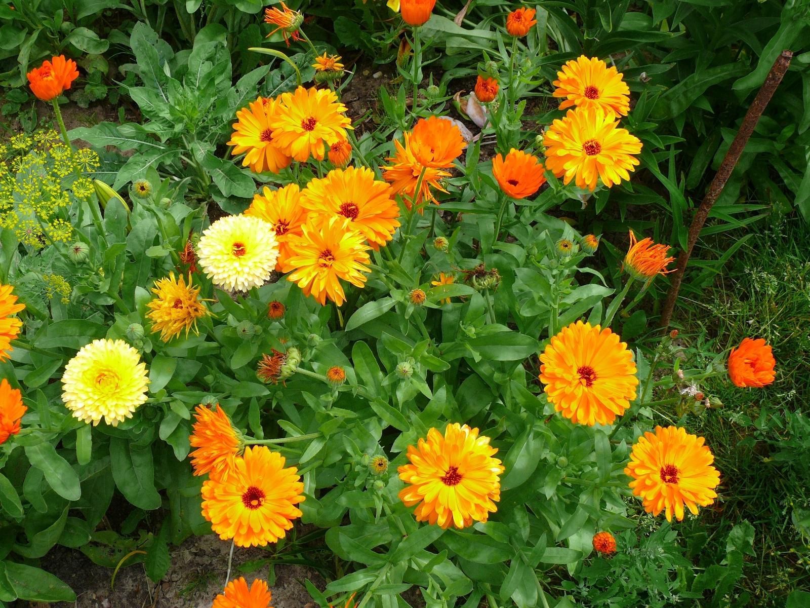 Laden Sie das Blumen, Hell, Grünen, Grüne, Blumenbeet, Garten-Bild kostenlos auf Ihren PC-Desktop herunter