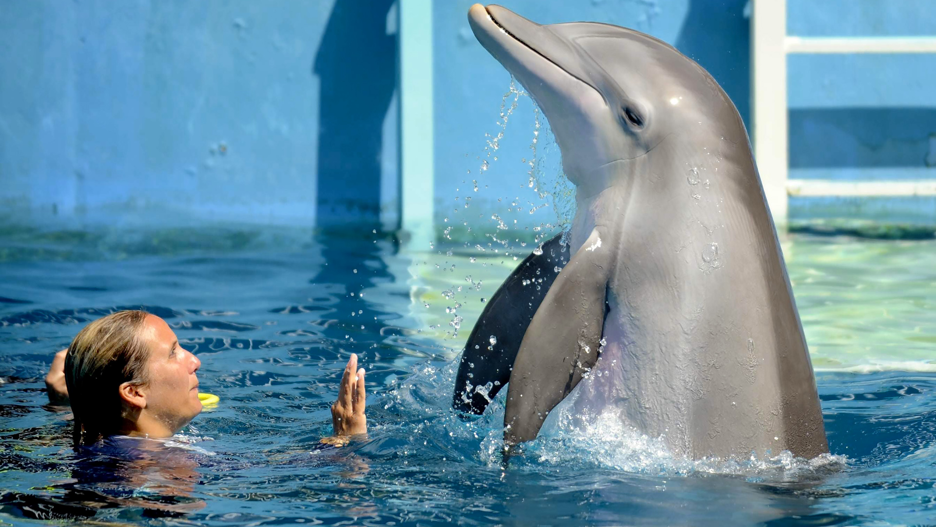 Прическа как у дельфина