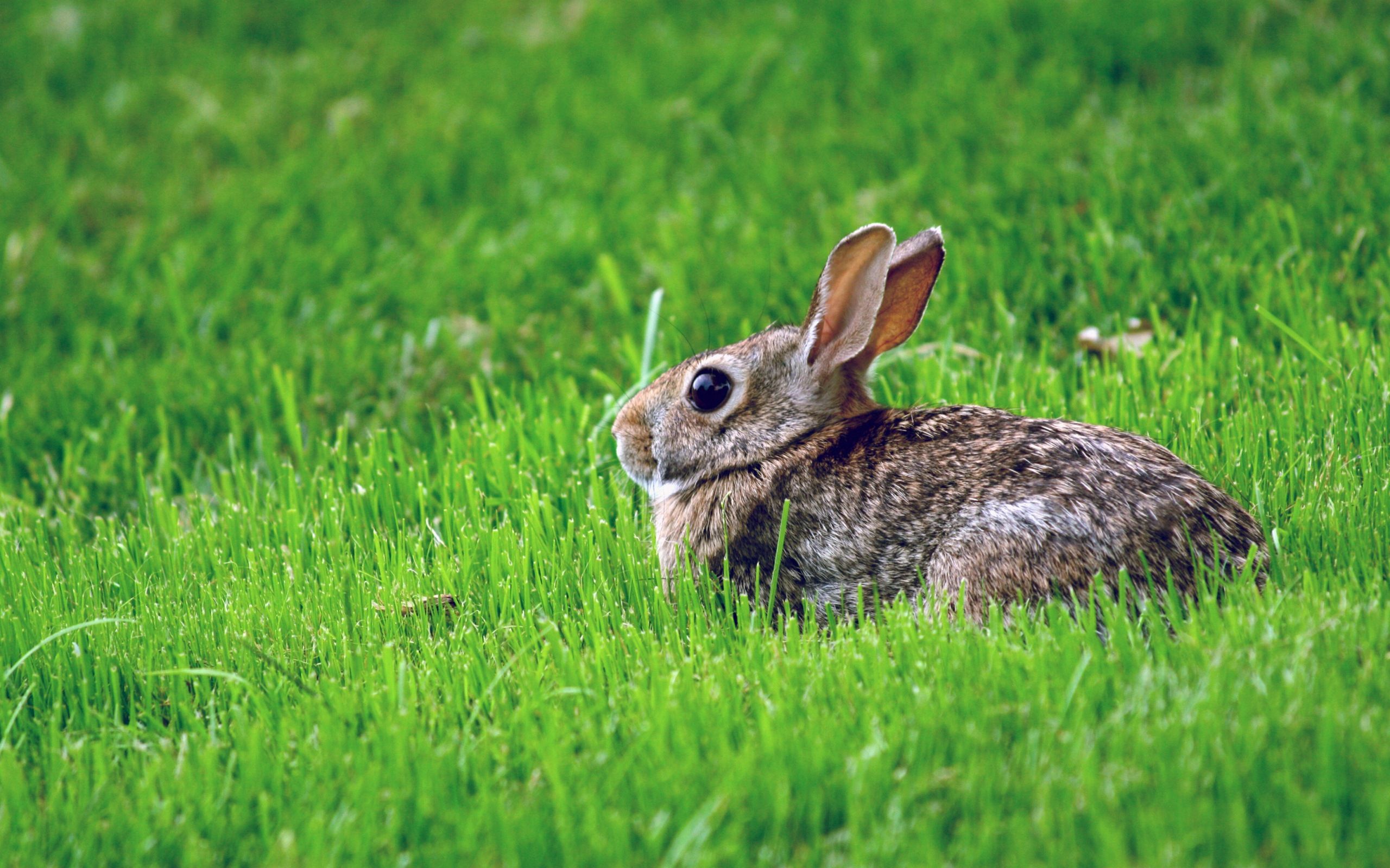 animals, grass, hide, fear, hare cellphone