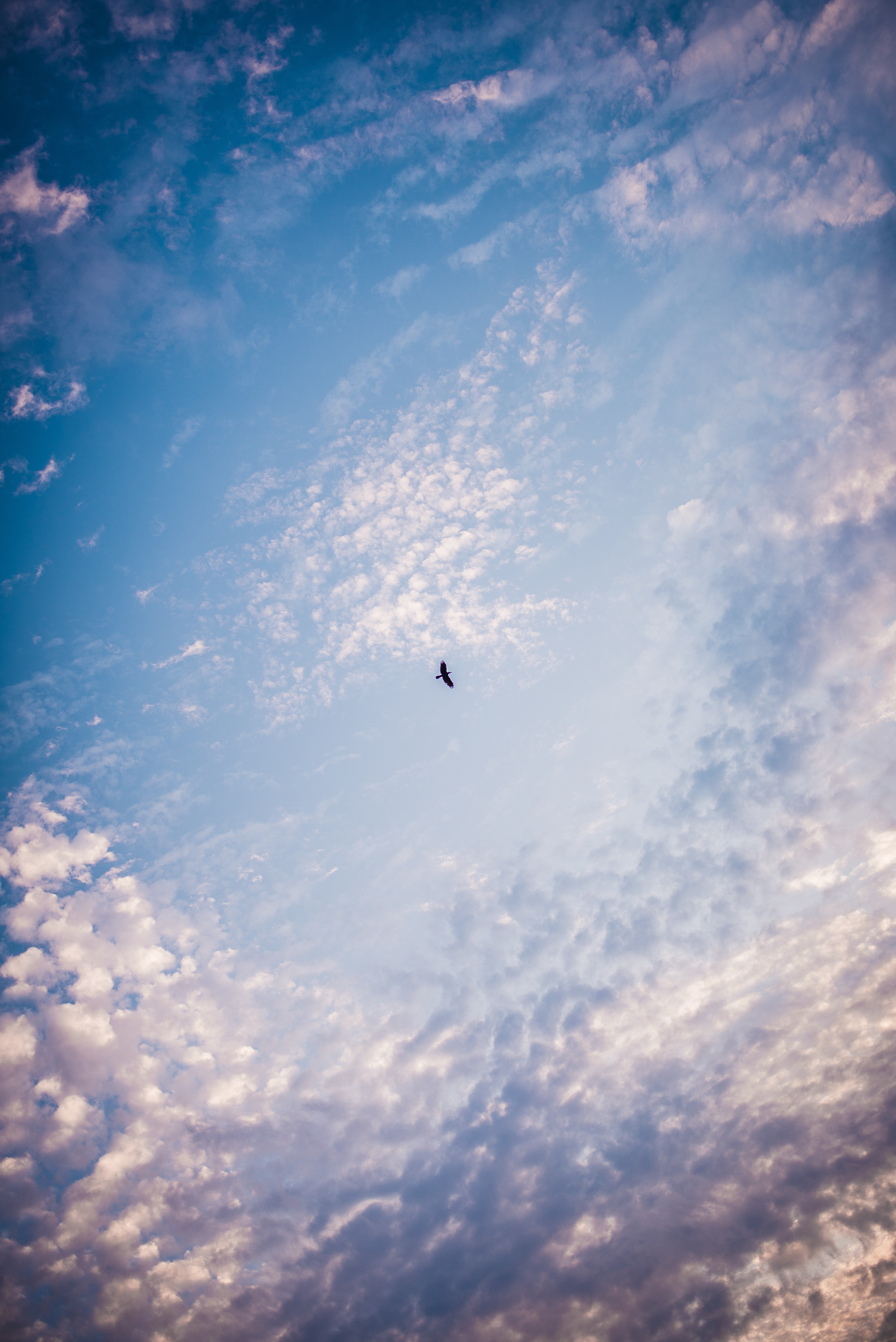 sky, nature, bird, minimalism download HD wallpaper