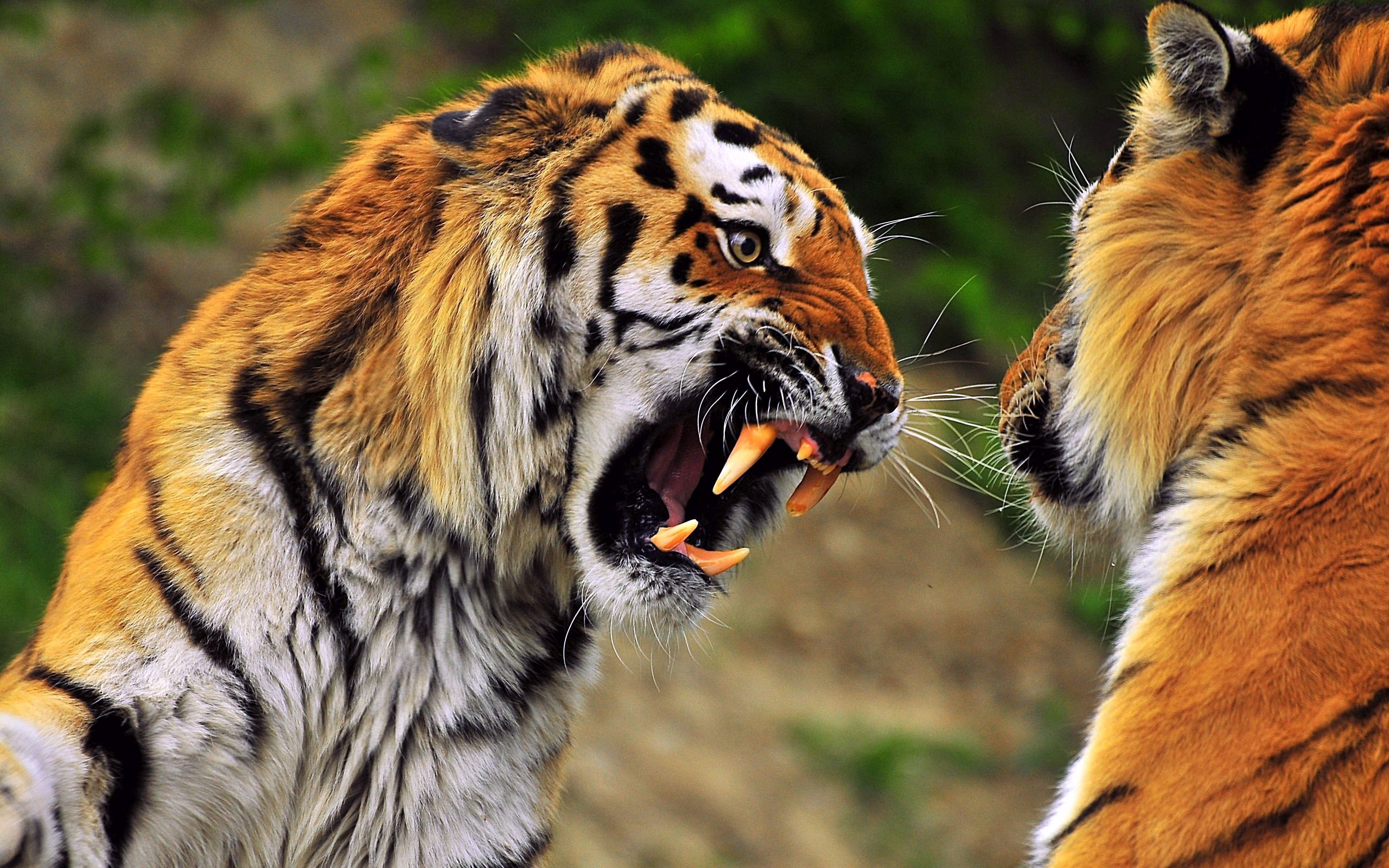 grin, animals, aggression, muzzle, predator, tiger 4K