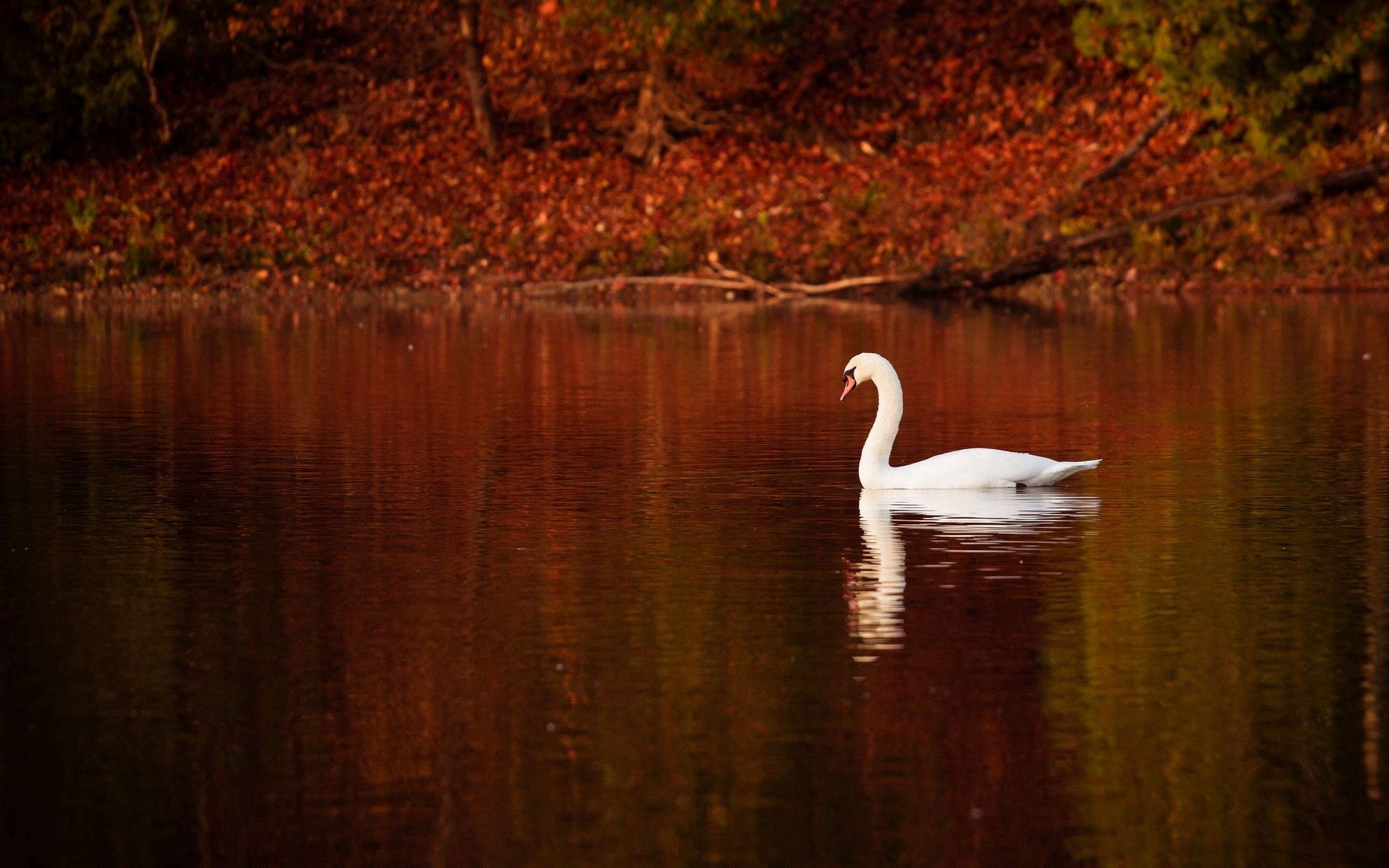 swan, bird, to swim, animals New Lock Screen Backgrounds