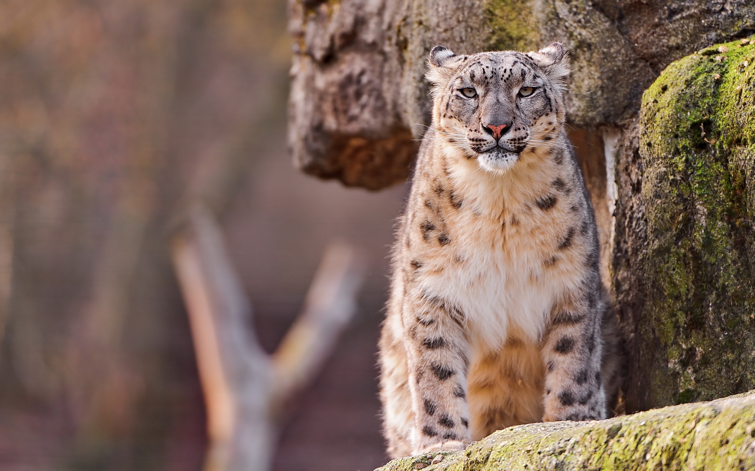 animals, stones, snow leopard, sit, spotted, spotty, predator, big cat, moss