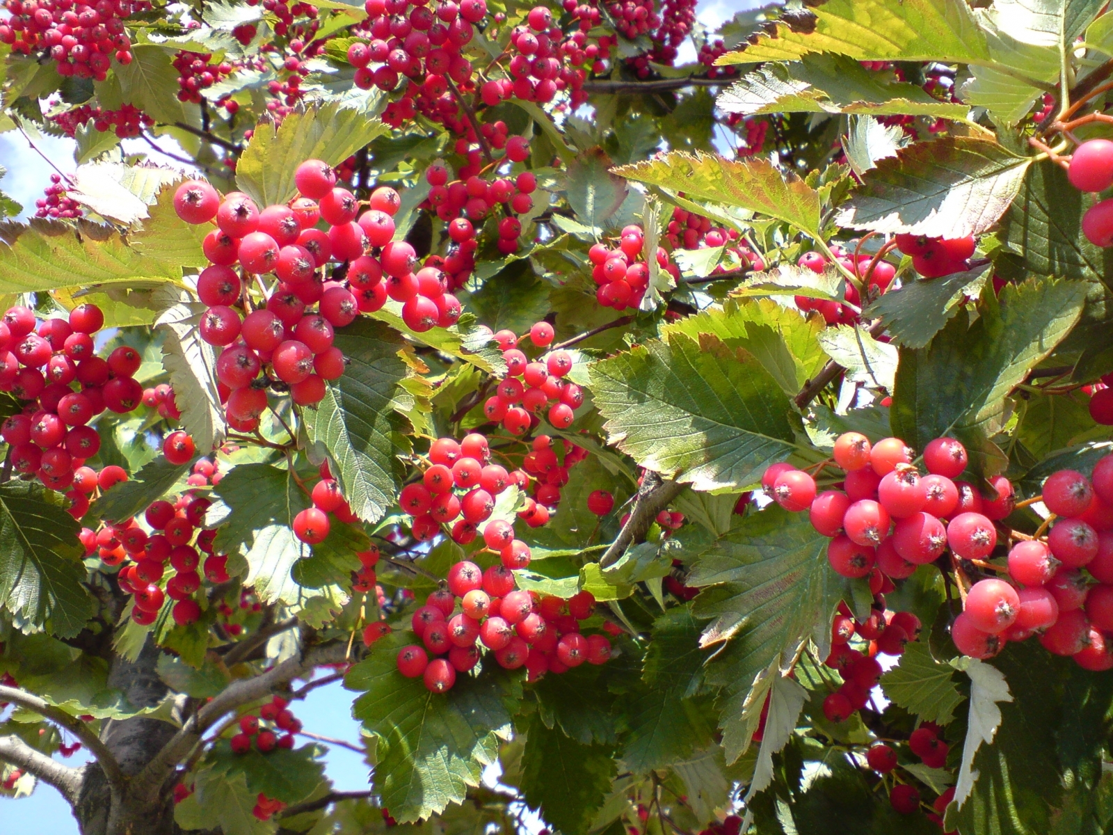 7175 Hintergrundbild herunterladen pflanzen, obst, berries - Bildschirmschoner und Bilder kostenlos