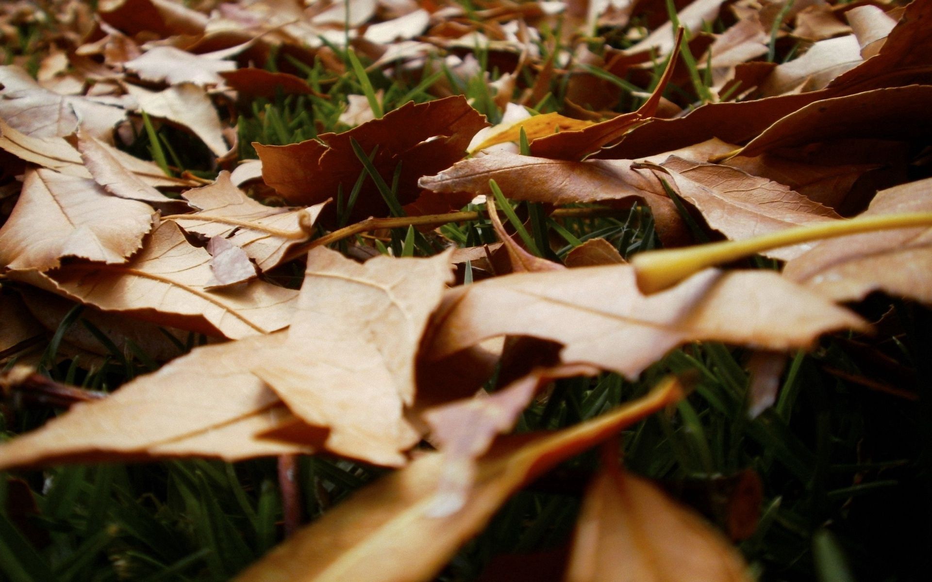 grass, leaves, withering, autumn Hd 1080p Mobile