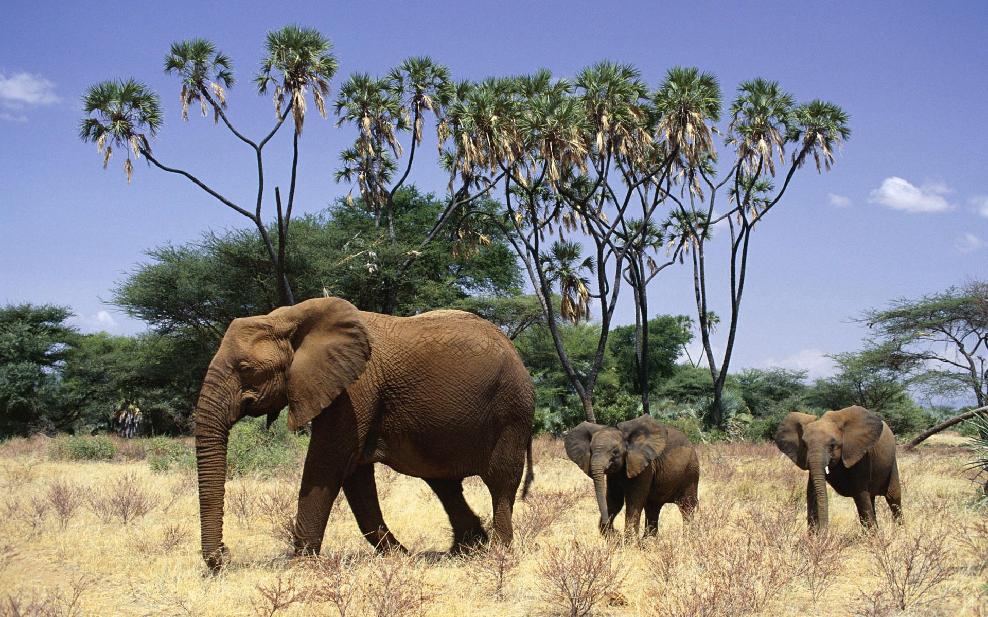 4K Phone Wallpaper cubs, elephants, grass, animals