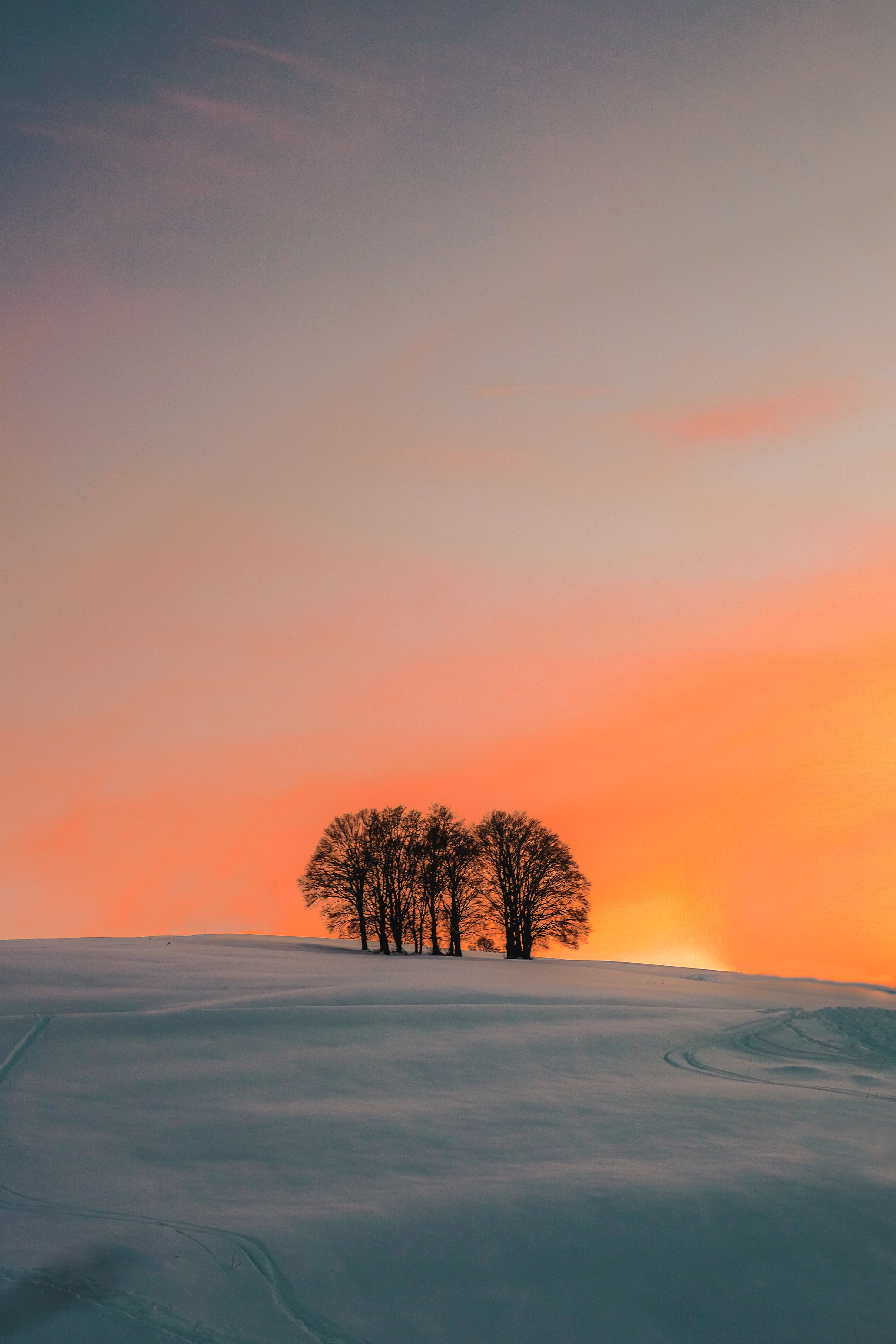 117076 download wallpaper winter, nature, trees, sunset, snow, field screensavers and pictures for free