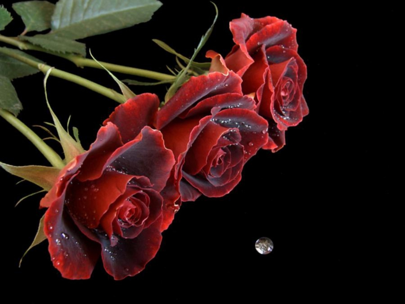 31334 скачать Черные обои на телефон бесплатно, розы, цветы, растения Черные картинки и заставки на мобильный