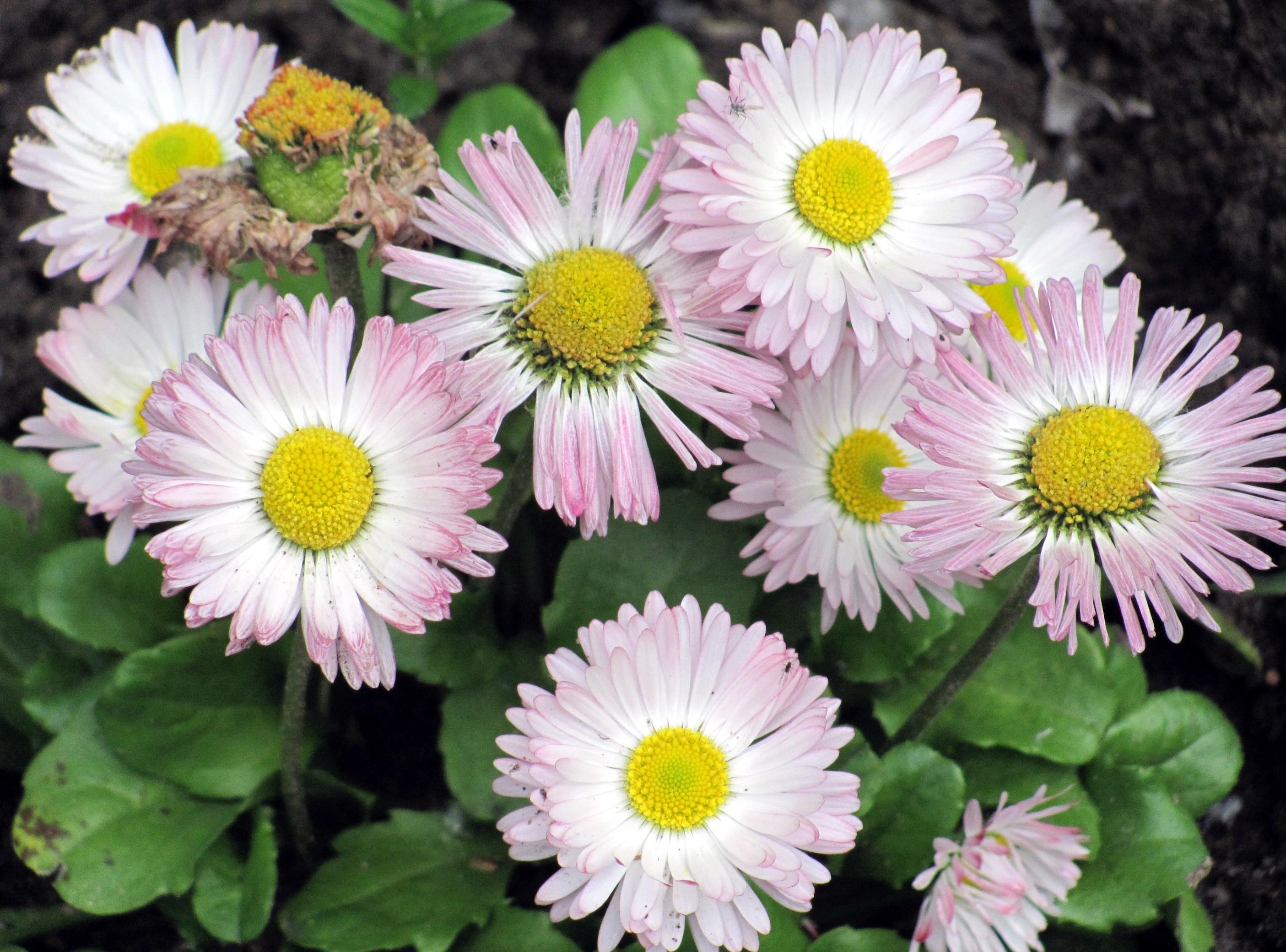 HD Daisies Android Images