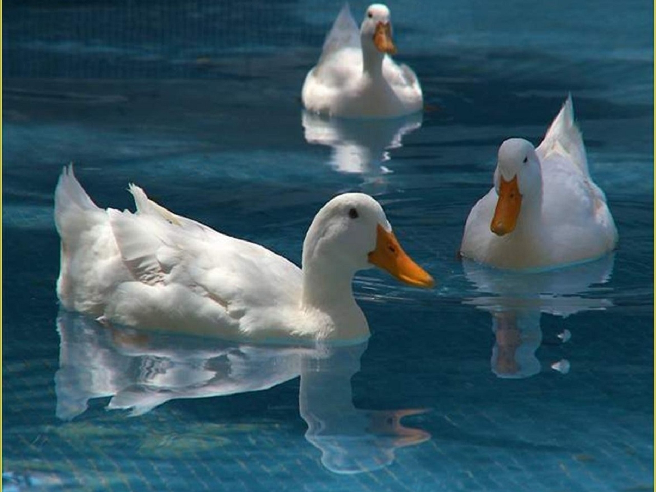 animals, birds Ducks Tablet Wallpapers